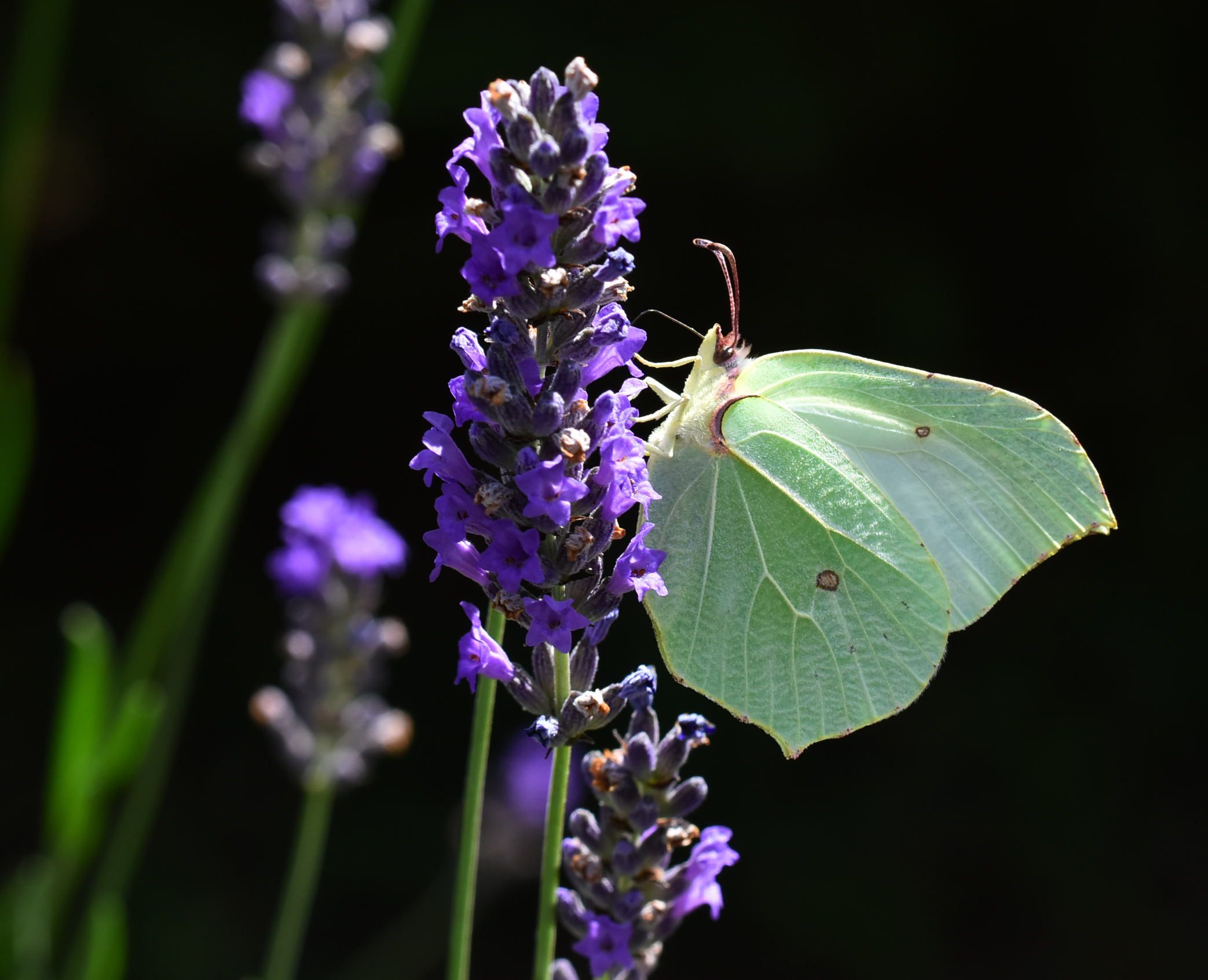 Farfalla di citronella