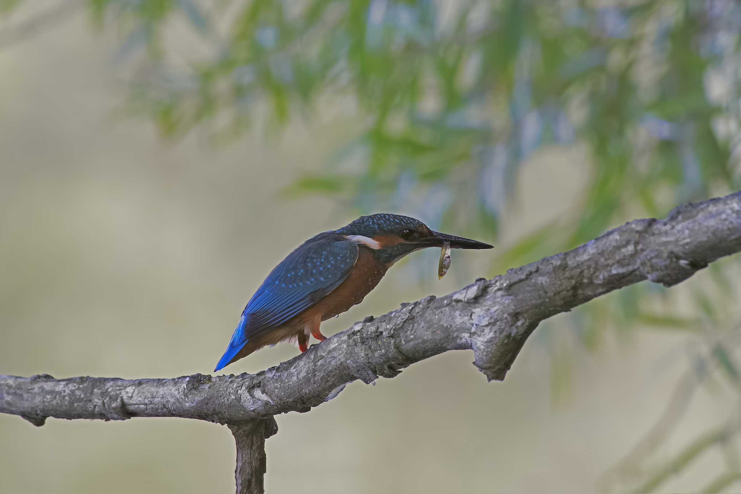 Martno set with Prey