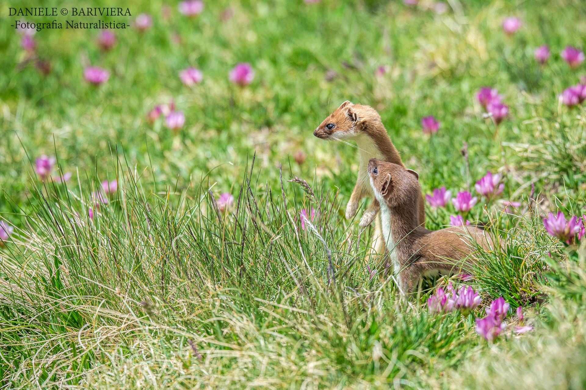 Dai dammi un bacio...