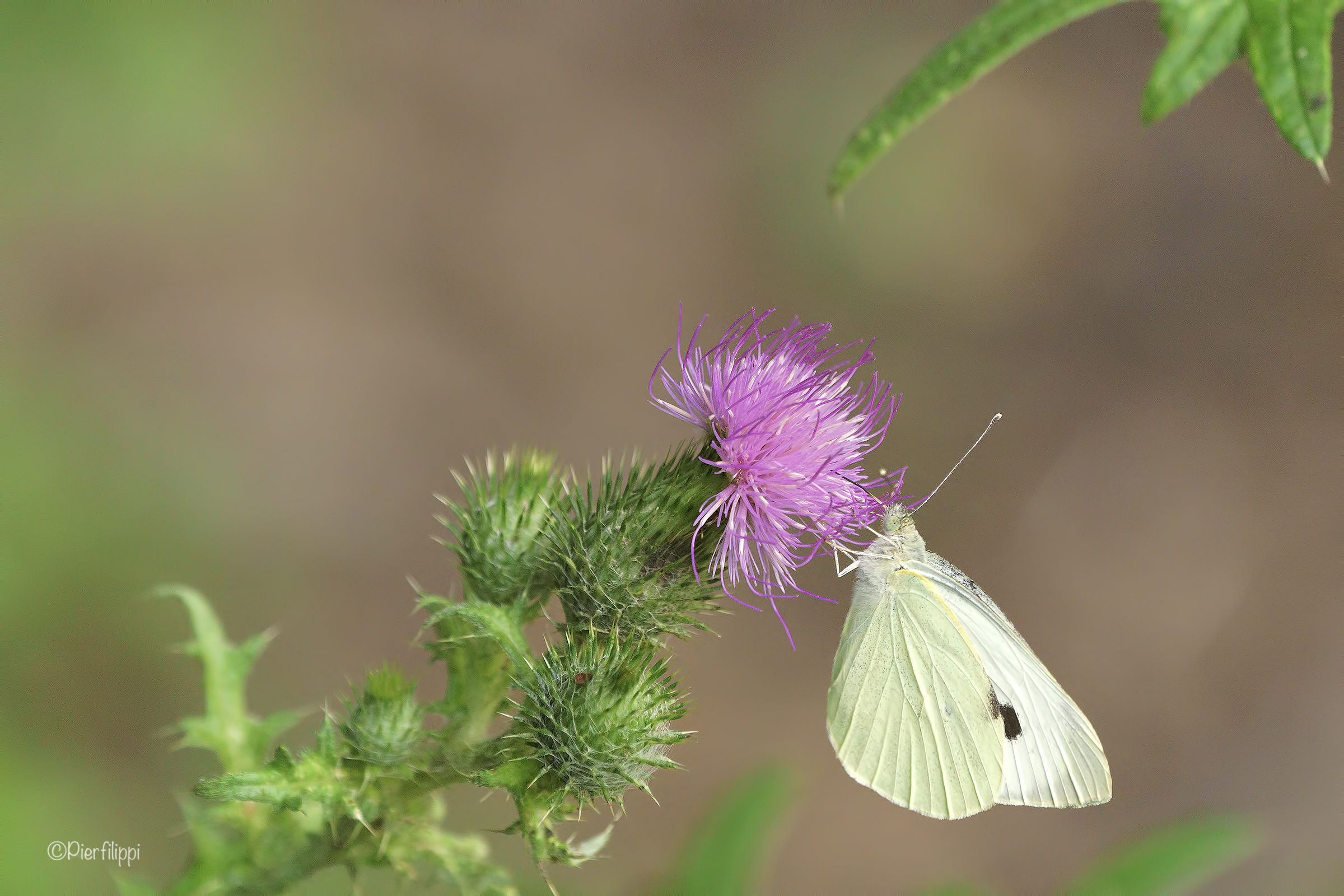 Pieris at breakfast..