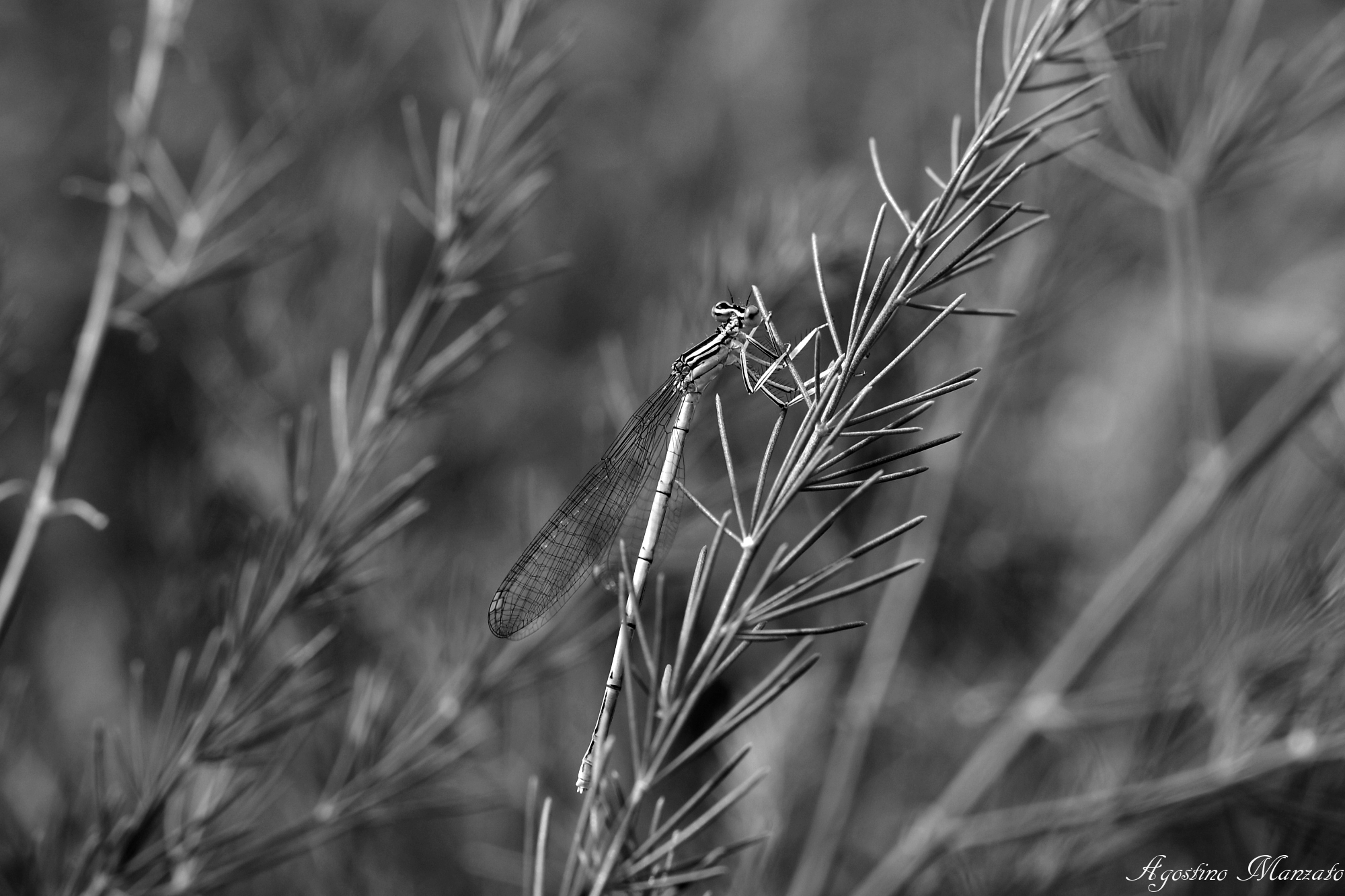 Damsel on Asparagine