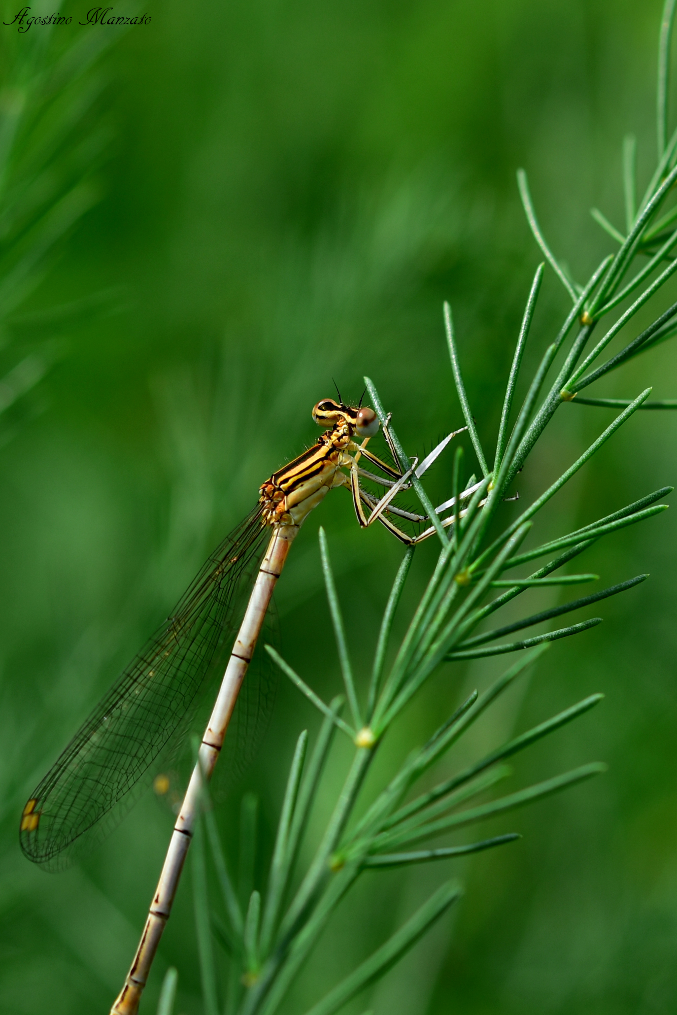 Damigella su asparagina