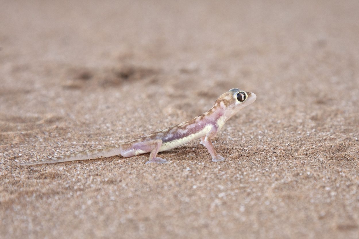 Gecko (Pachydactylus rangei)