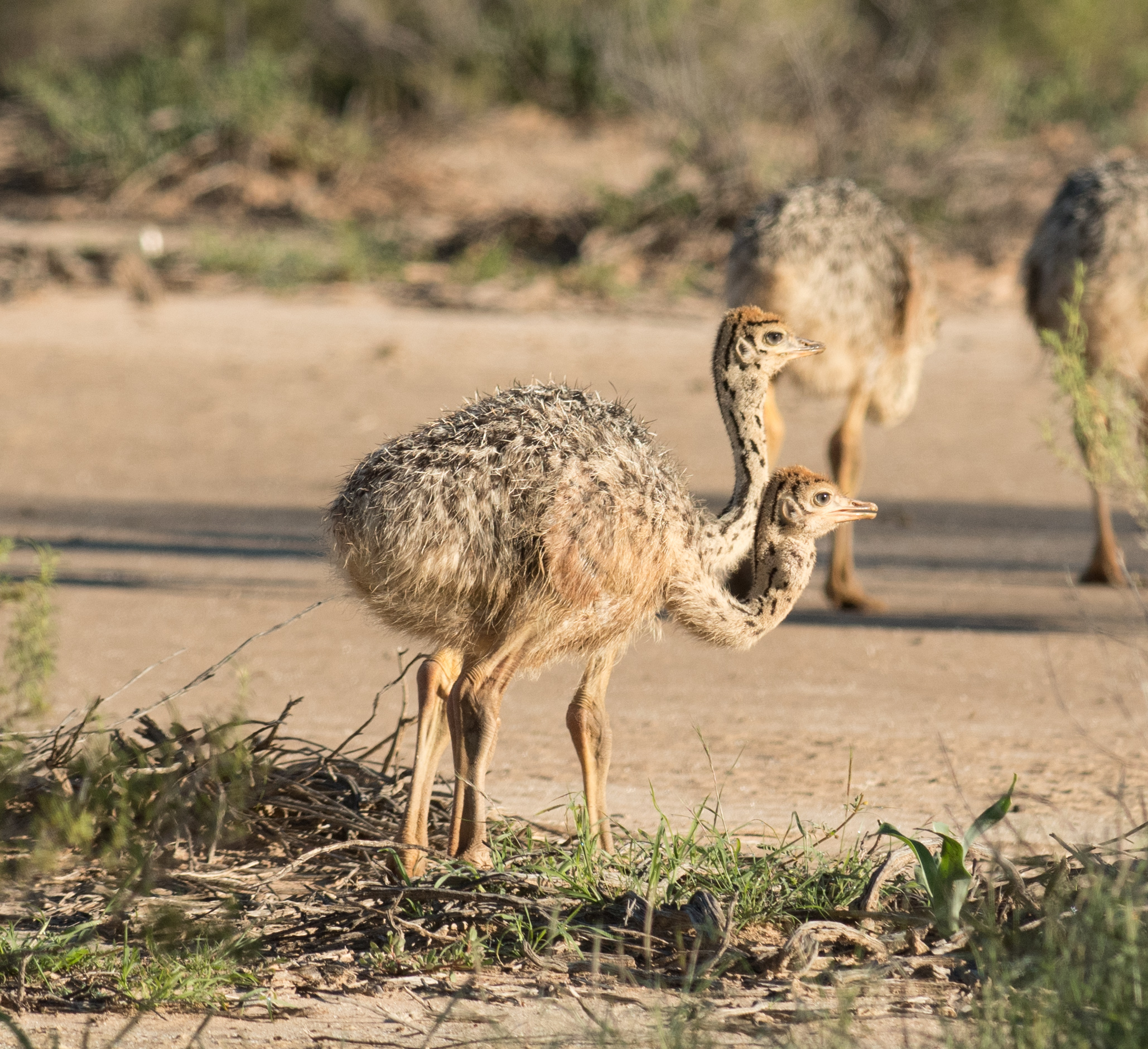 Two heads and three legs