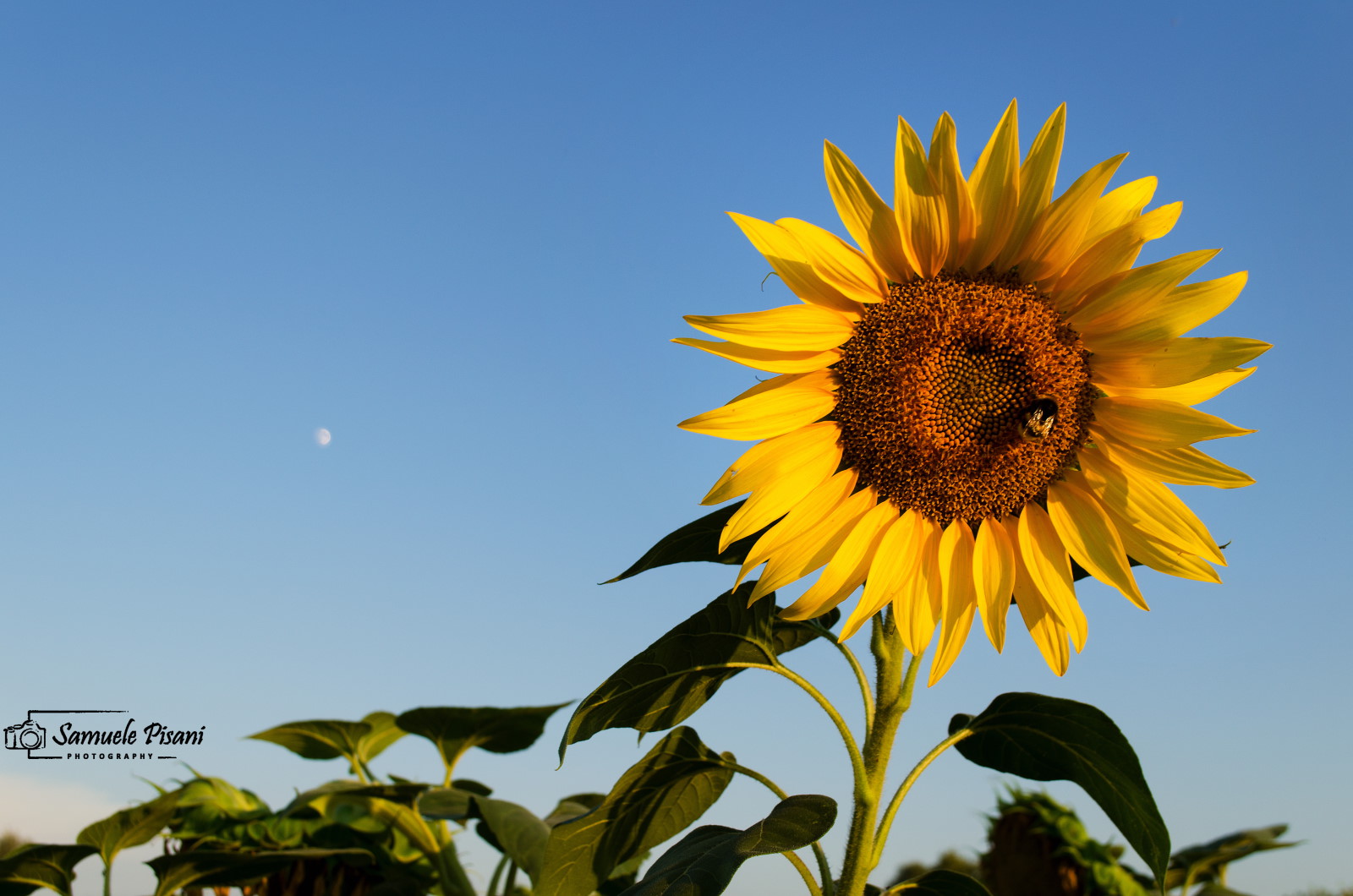 Laborious Apina at sunset