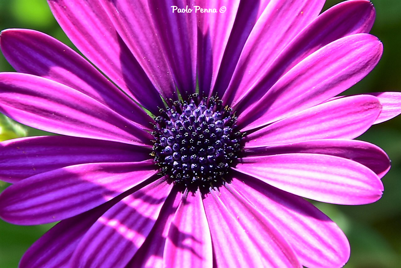 Purple flower