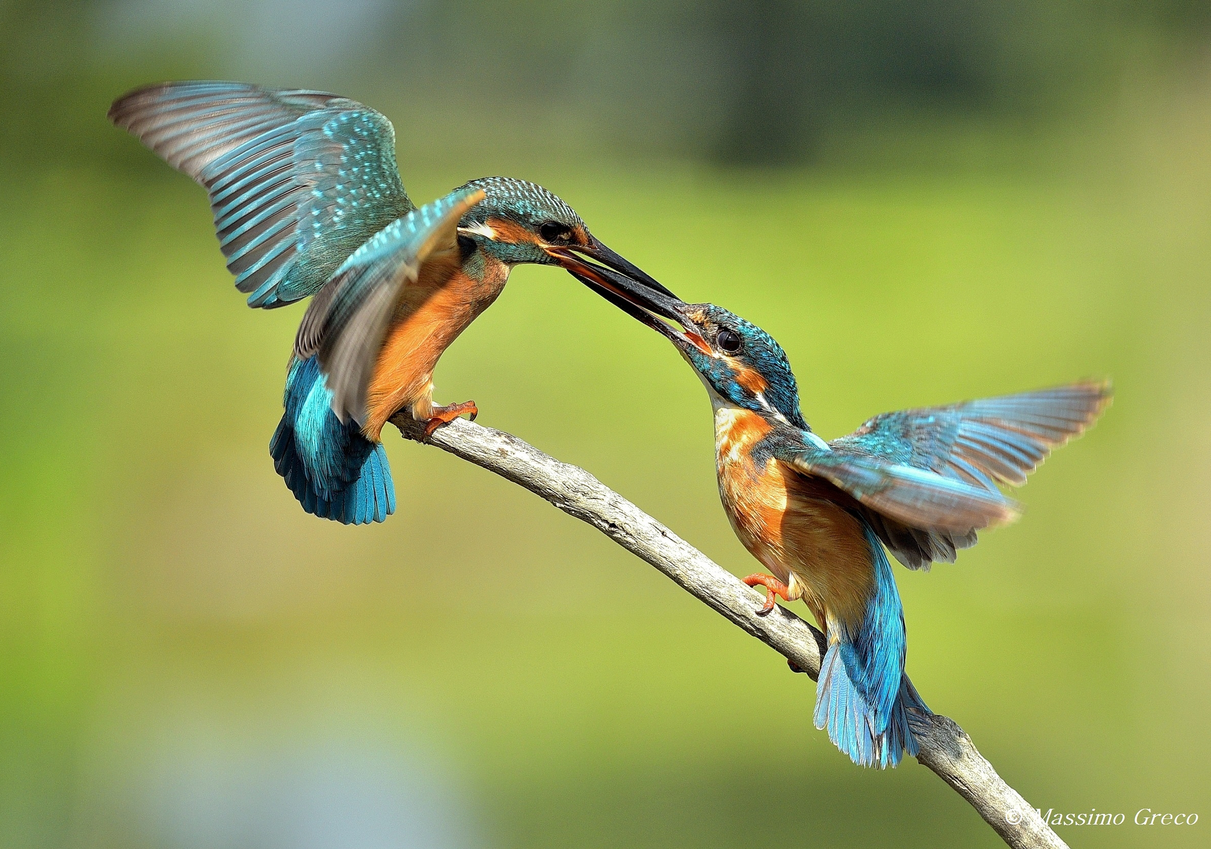 La schermaglia tra Martino e Martina