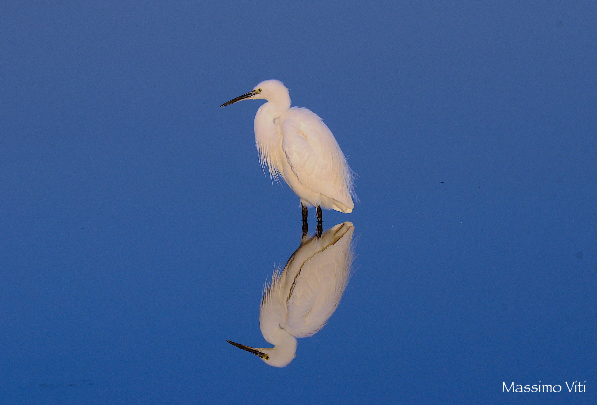 Garzetta .. nel blu dipinto nel blu