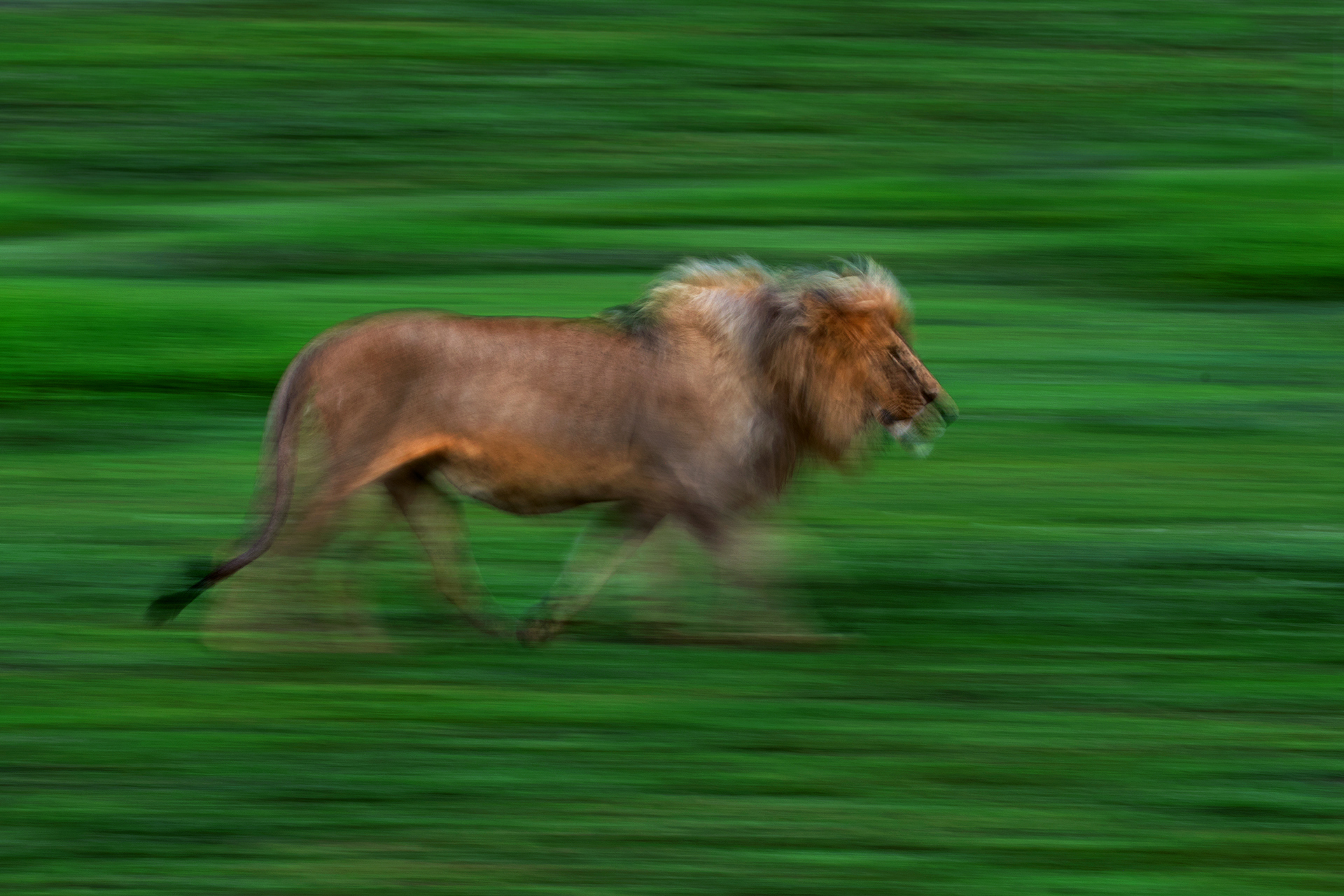 Walking in the green grass