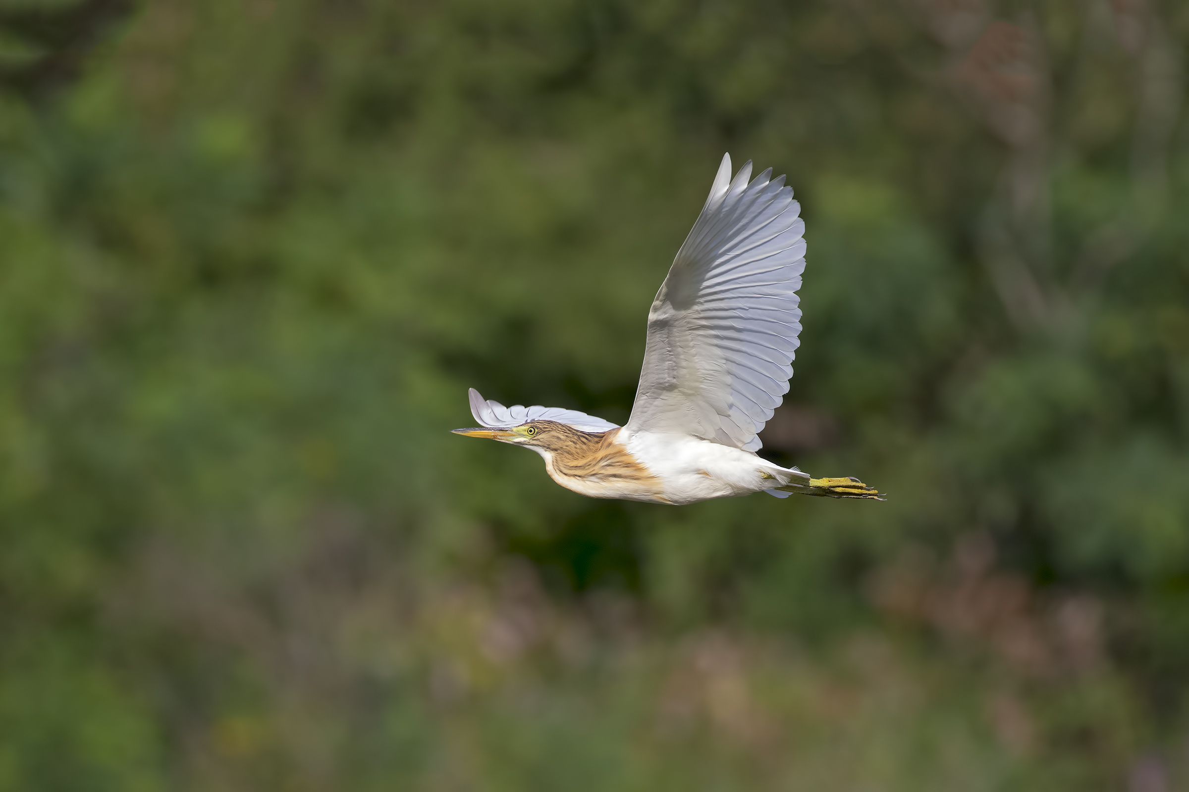 Sgarza Ciuffetto in flight