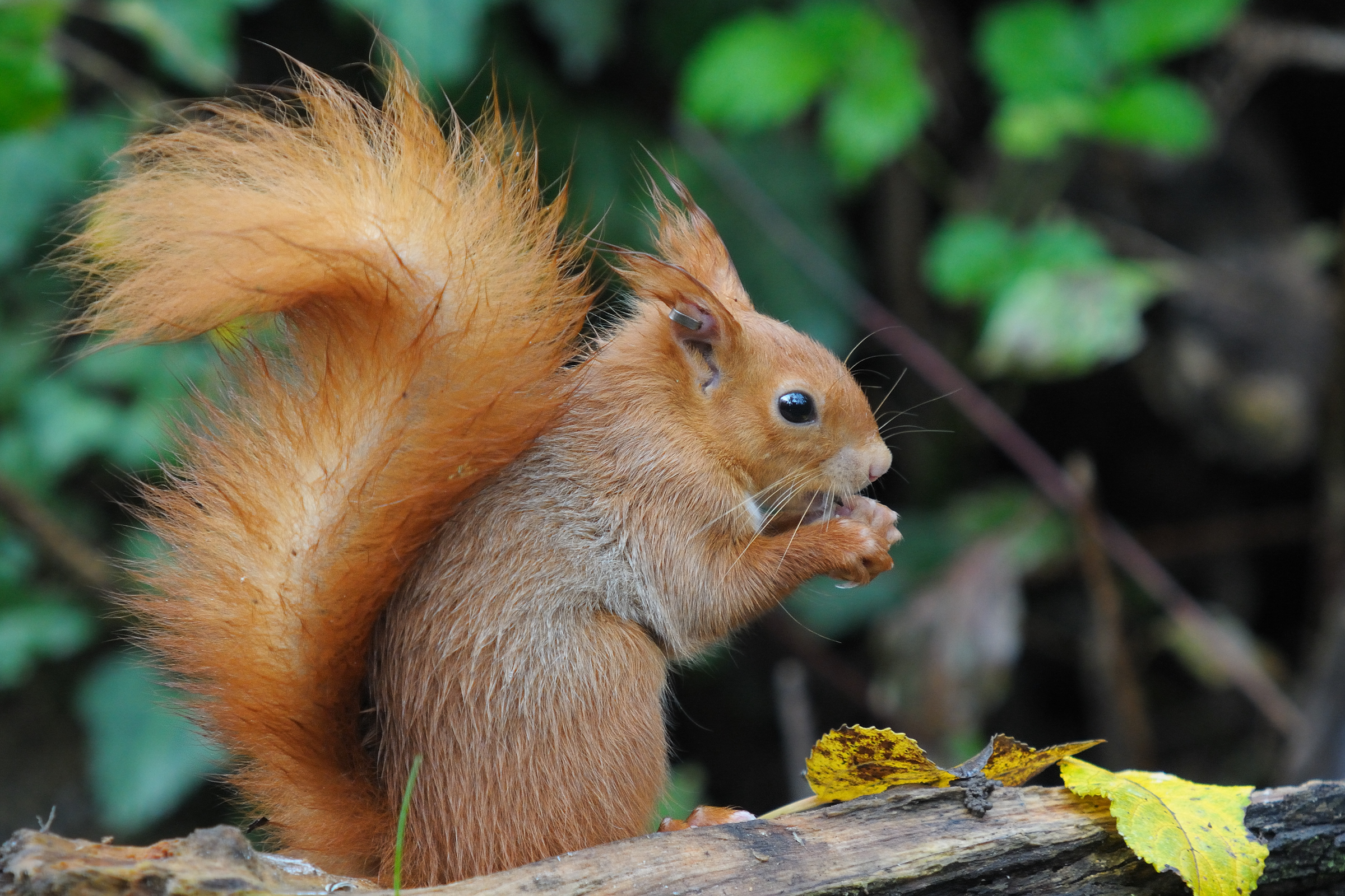 Rosso Malpelo ...il giovanotto del bosco