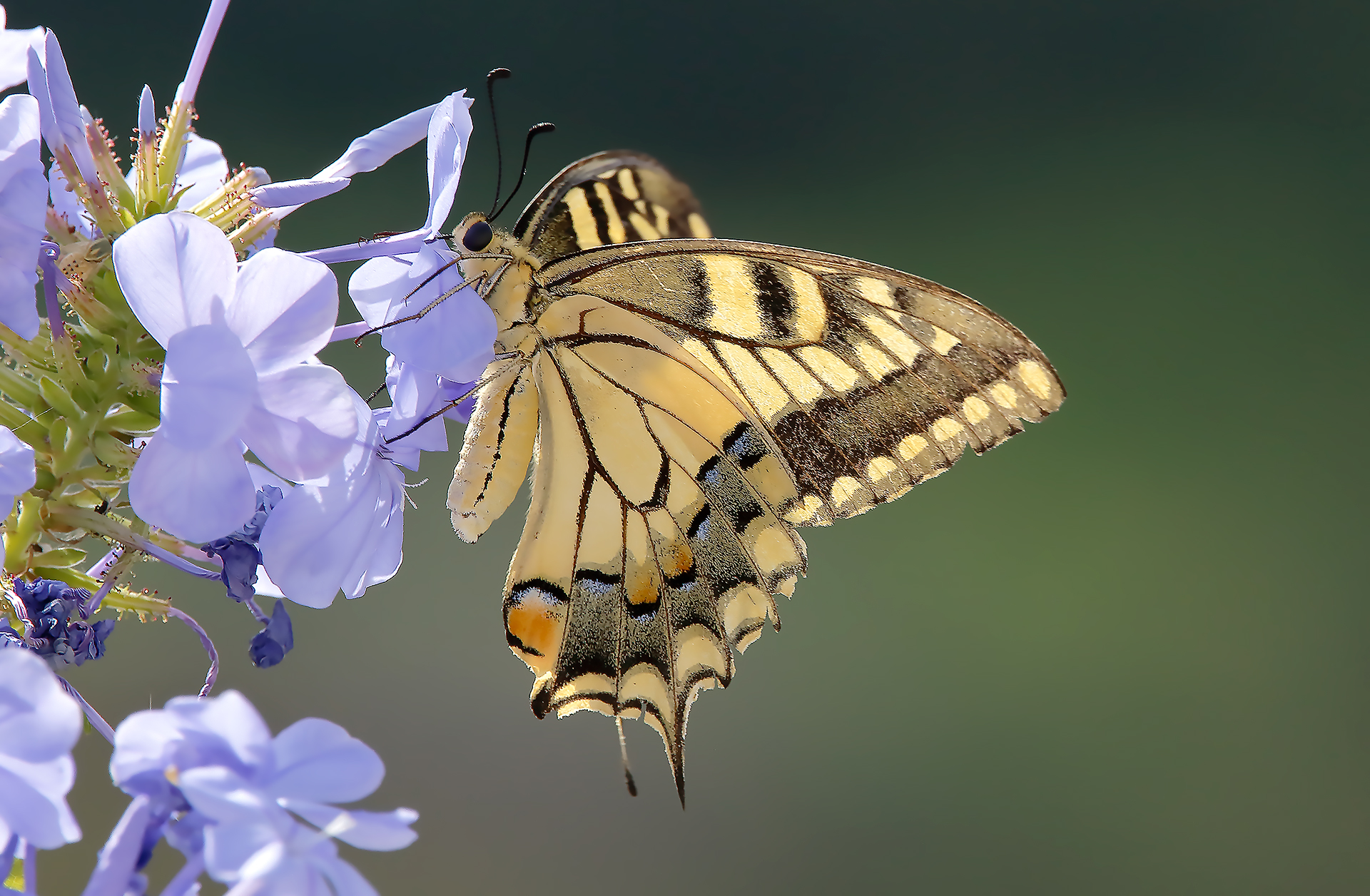Swallowtail