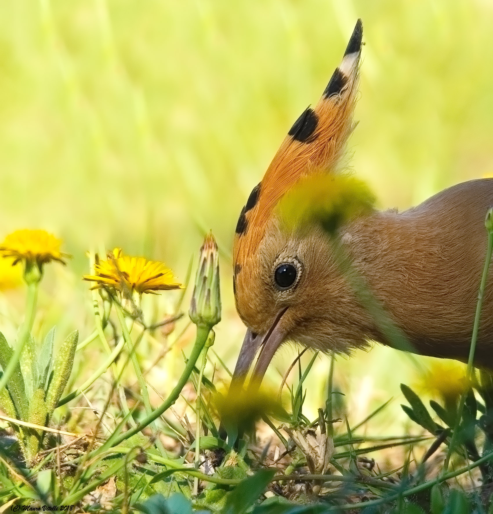 Peeping among the flowers (Hoopoe)