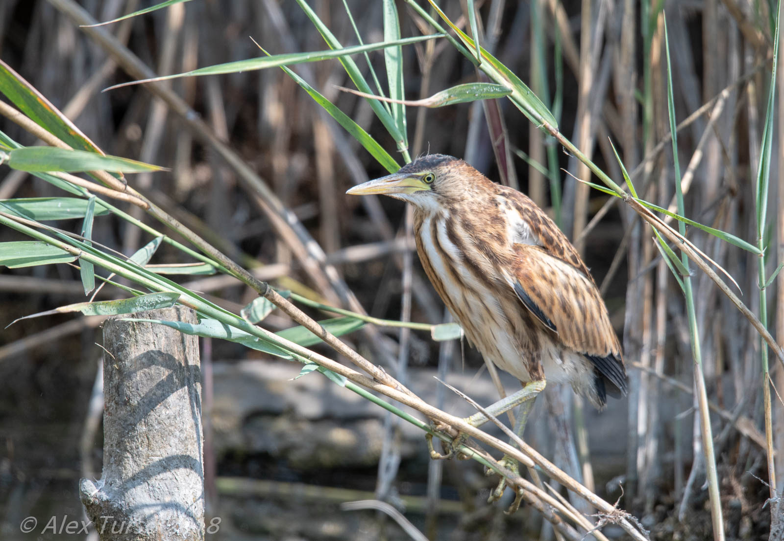 Tarabùsino (Ixobrychus minutus)