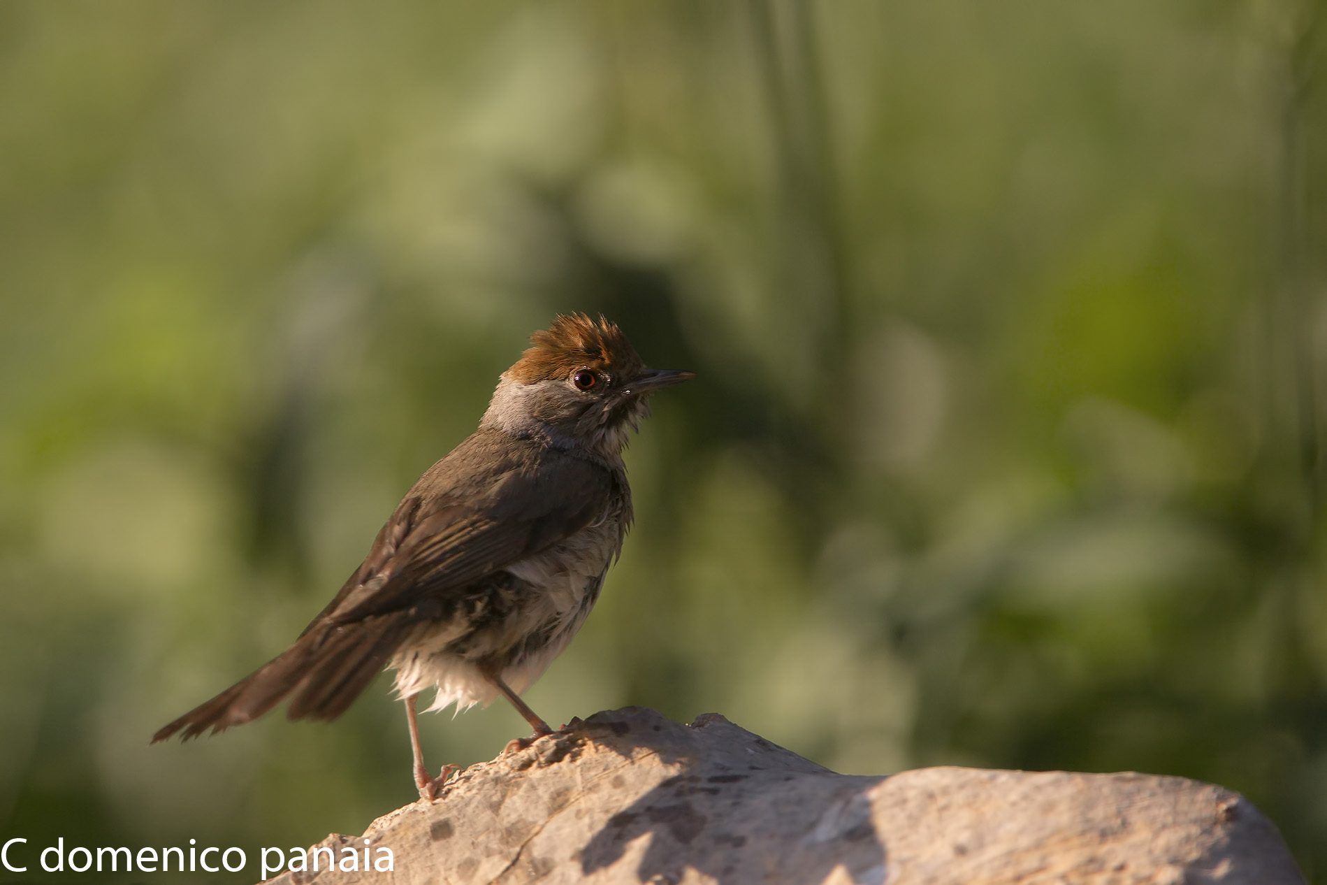 capinera dopo il bagnetto