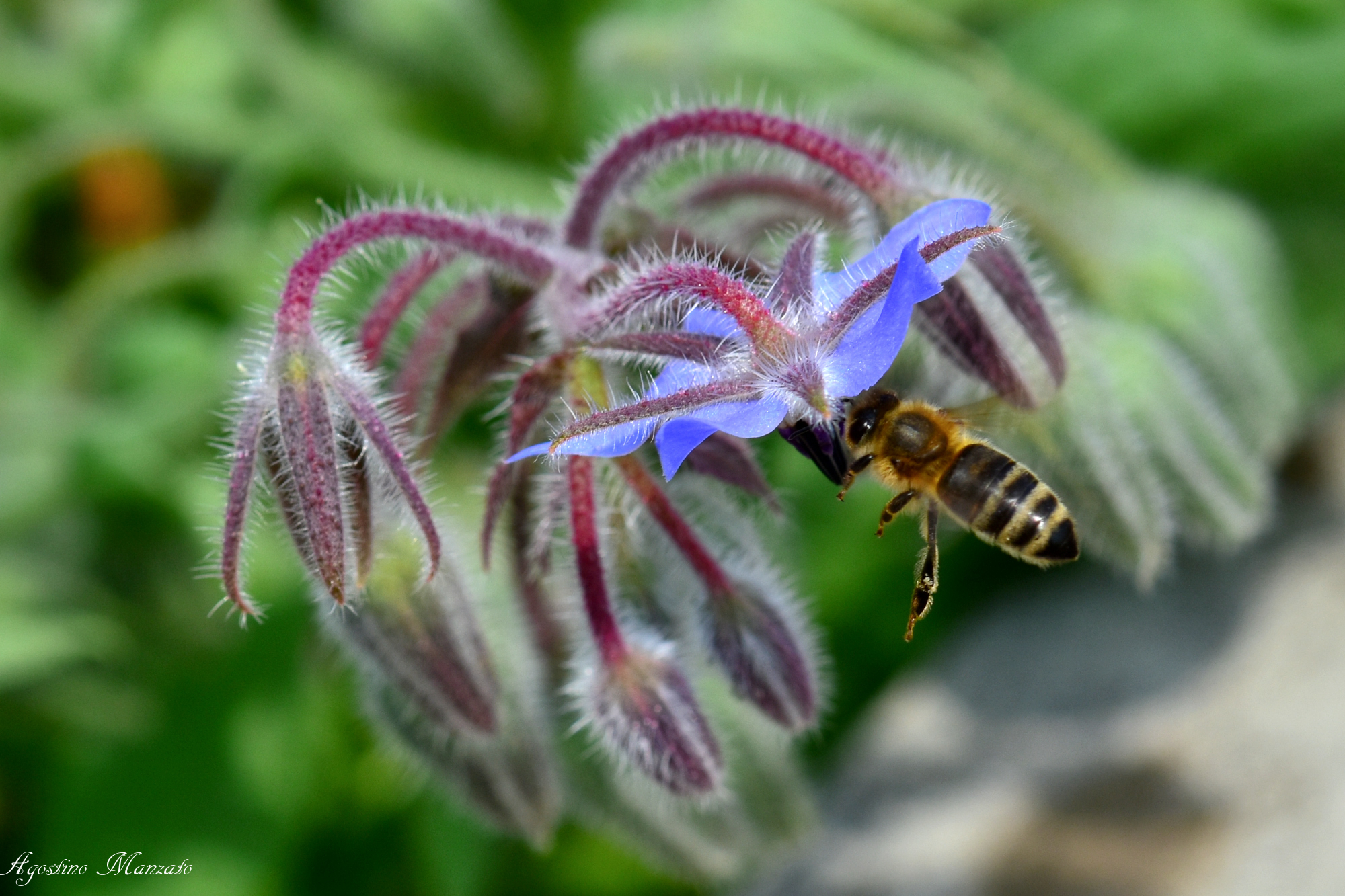Bee on Blue flowers
