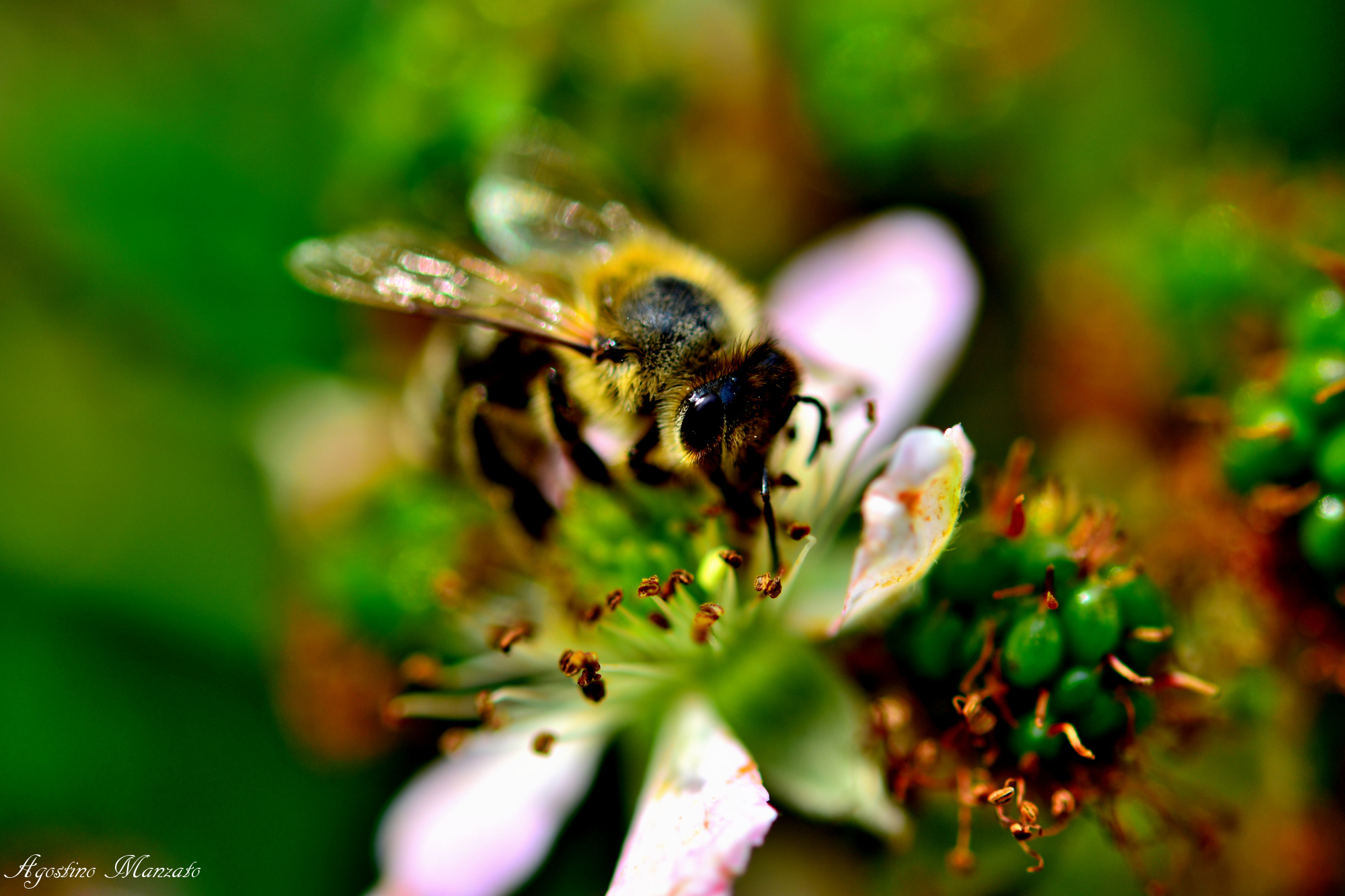 Ape sul fiore delle more