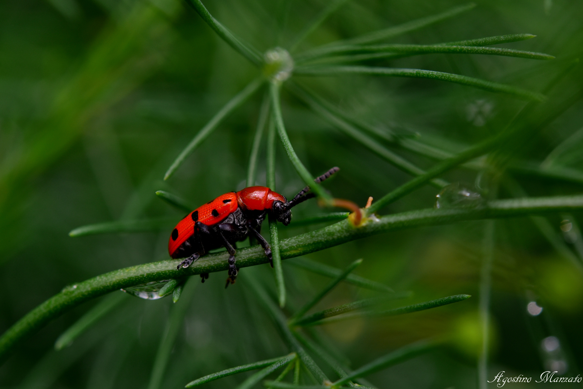 Red beetle
