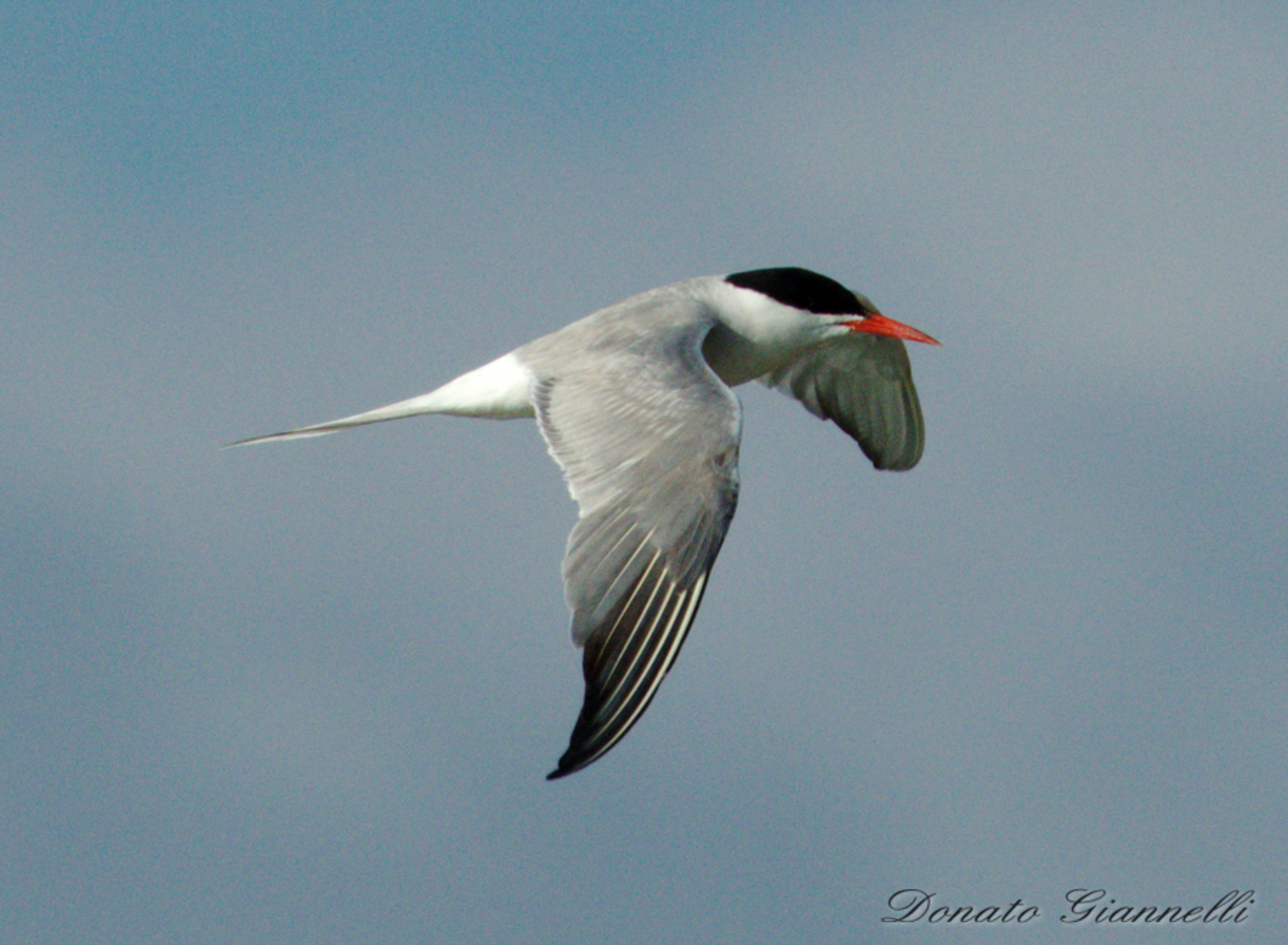 Sterna (Sea Swallow) archipelago of La Maddalena