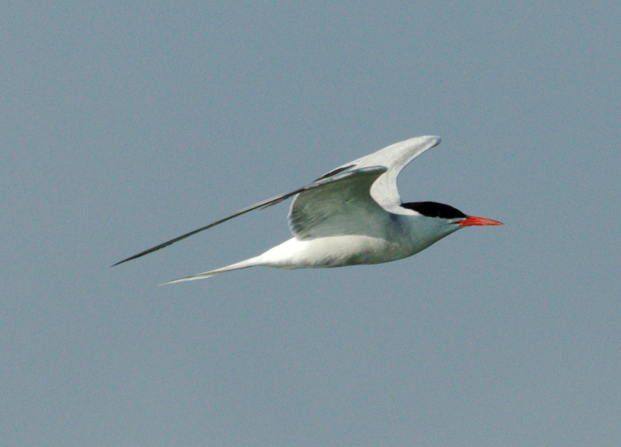 Sterna (Sea Swallow)