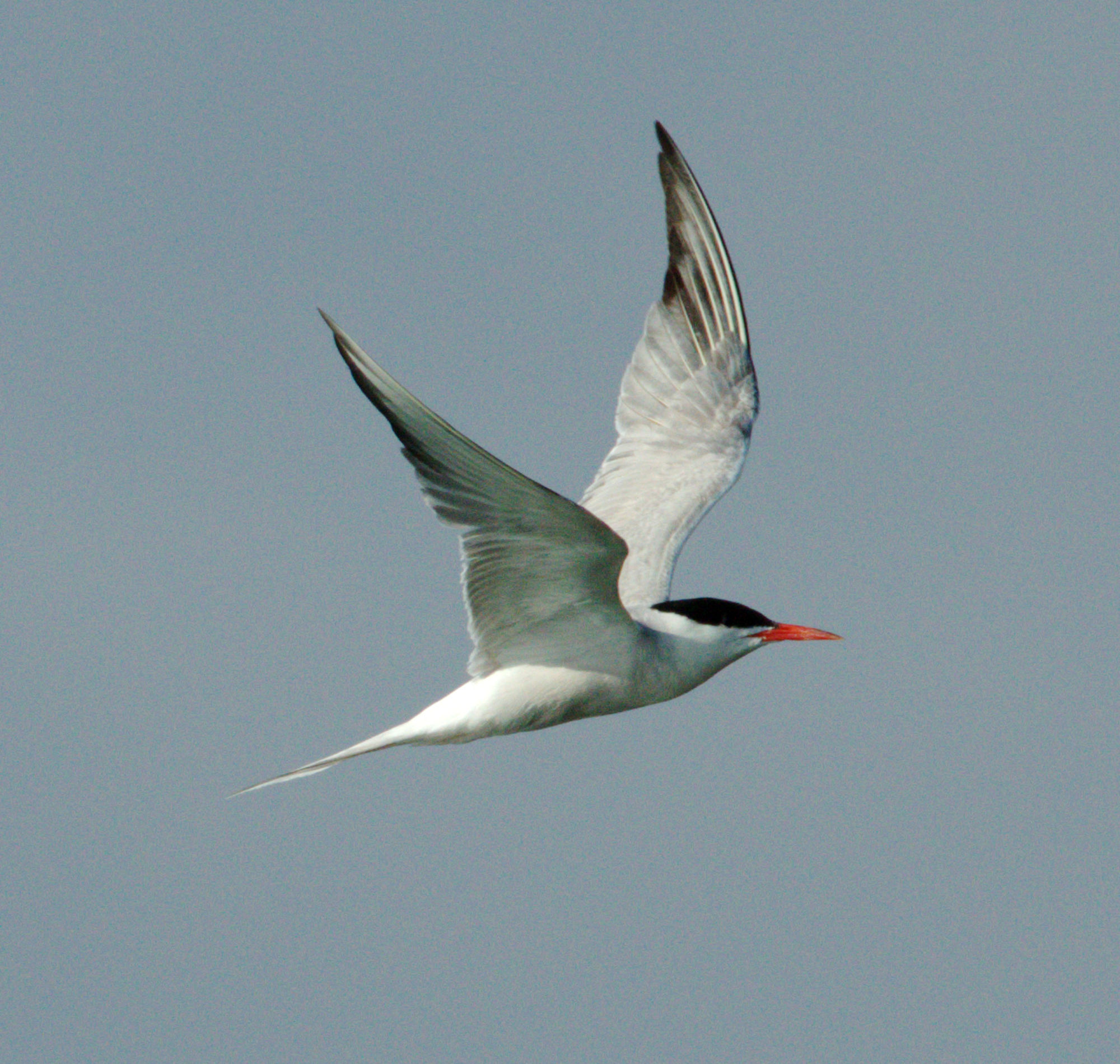 Sterna (Sea Swallow)