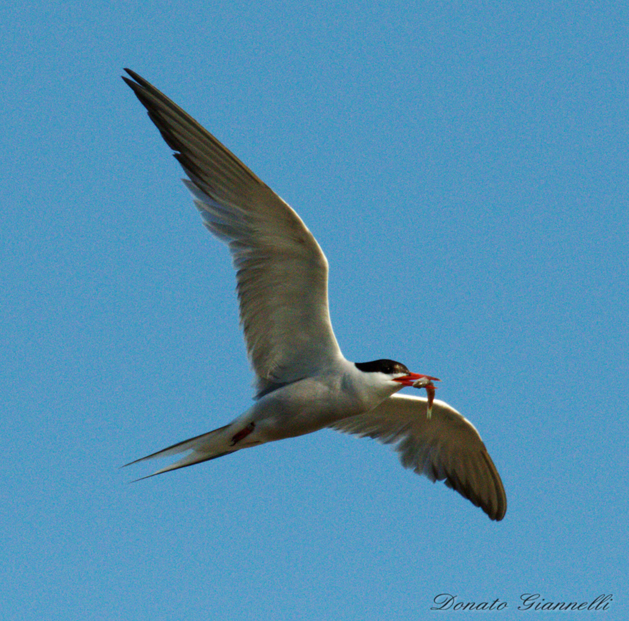 Sterna (Sea Swallow)