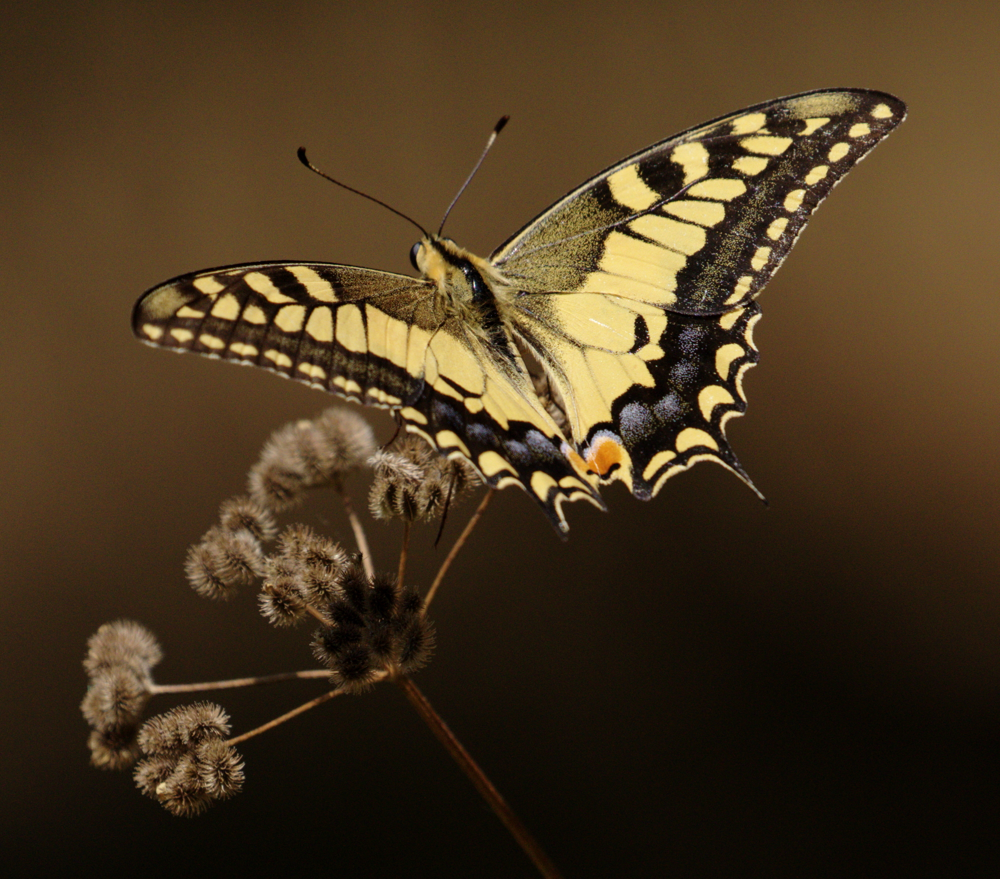 Swallowtail