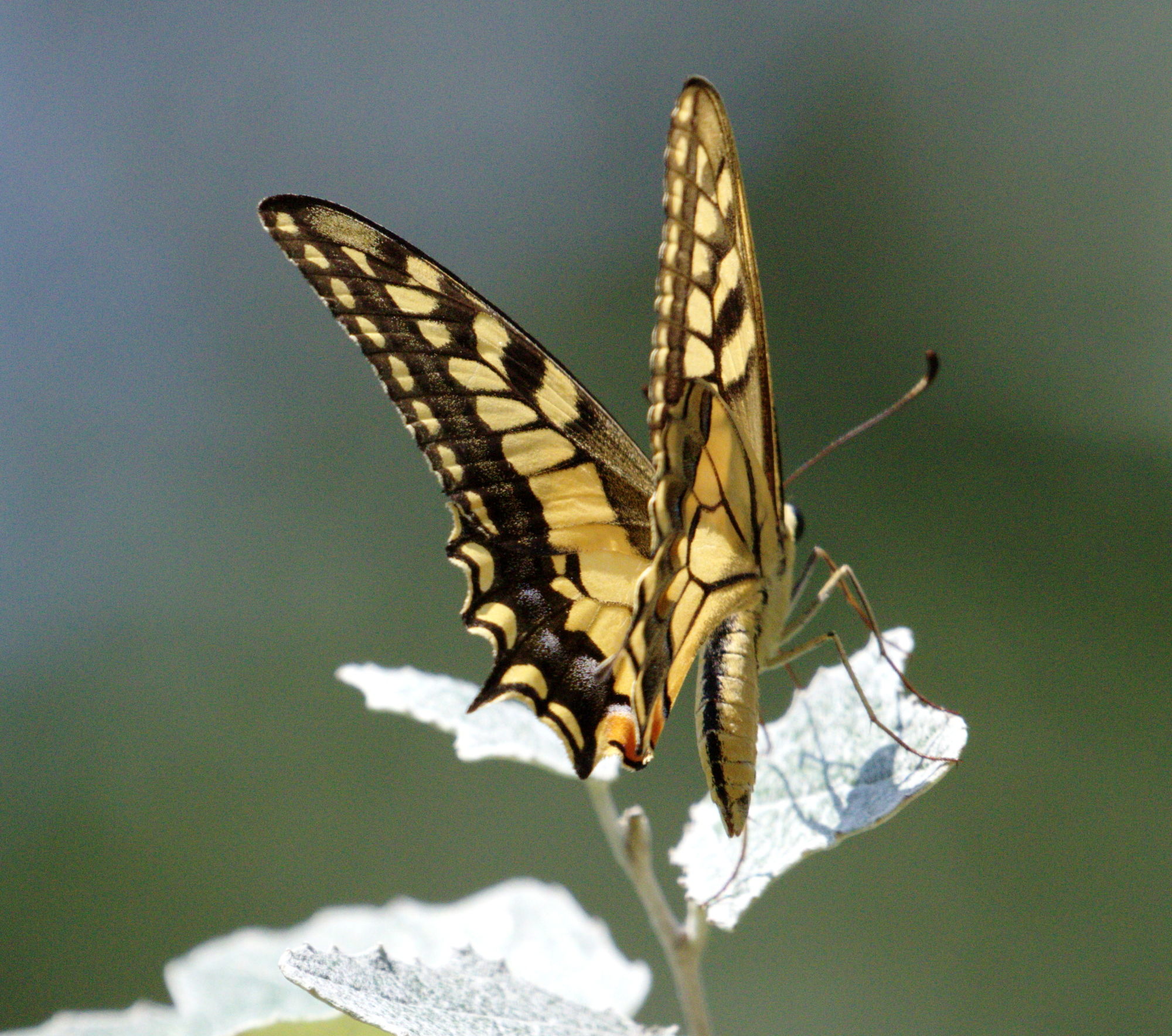 Swallowtail