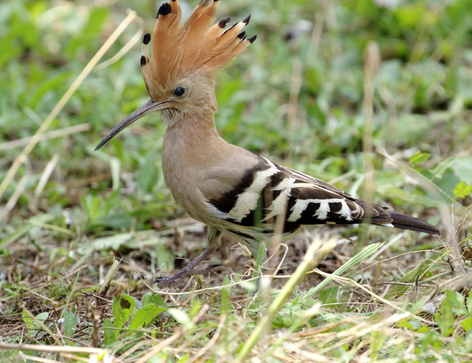 Hoopoe