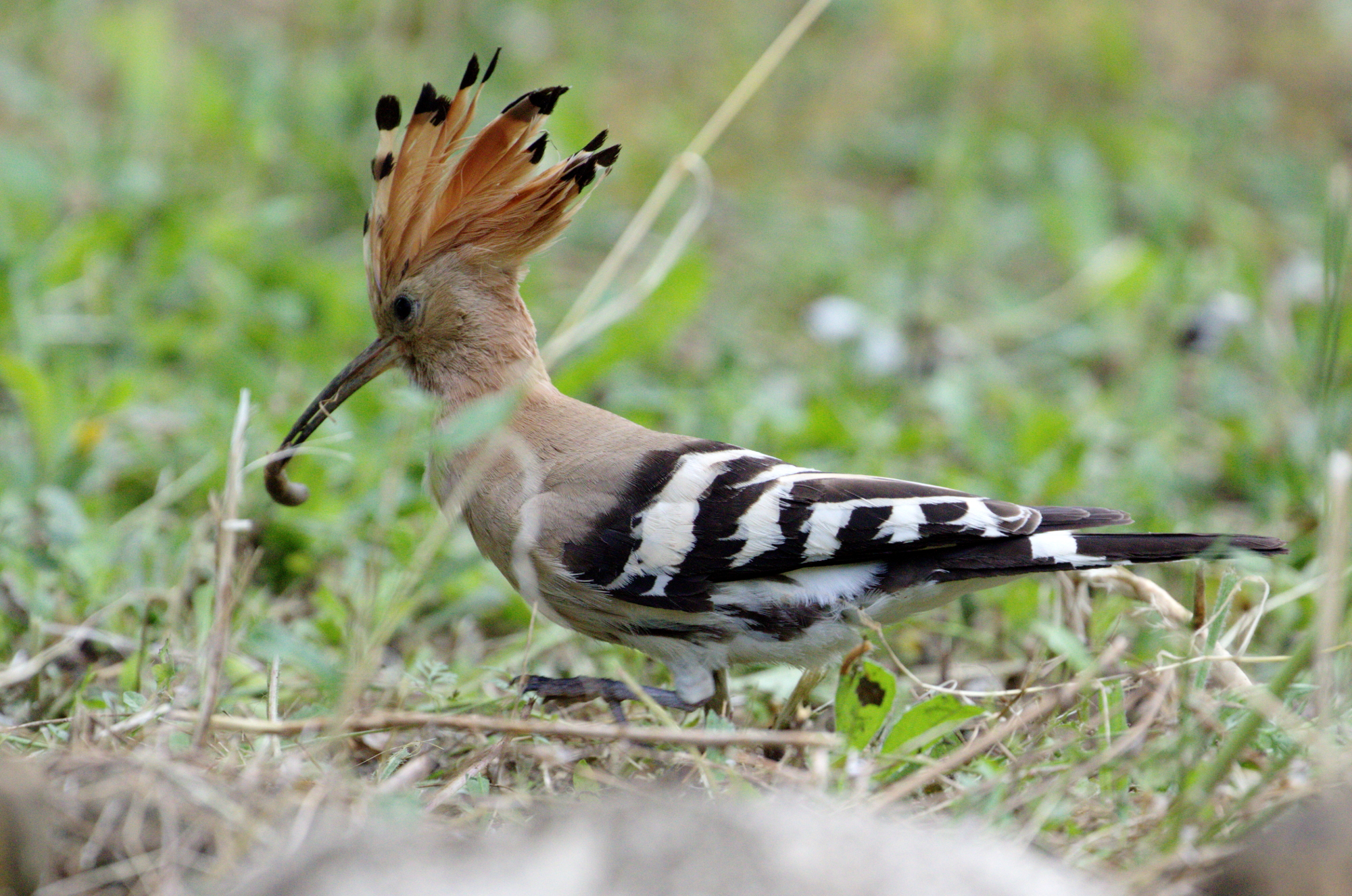Hoopoe