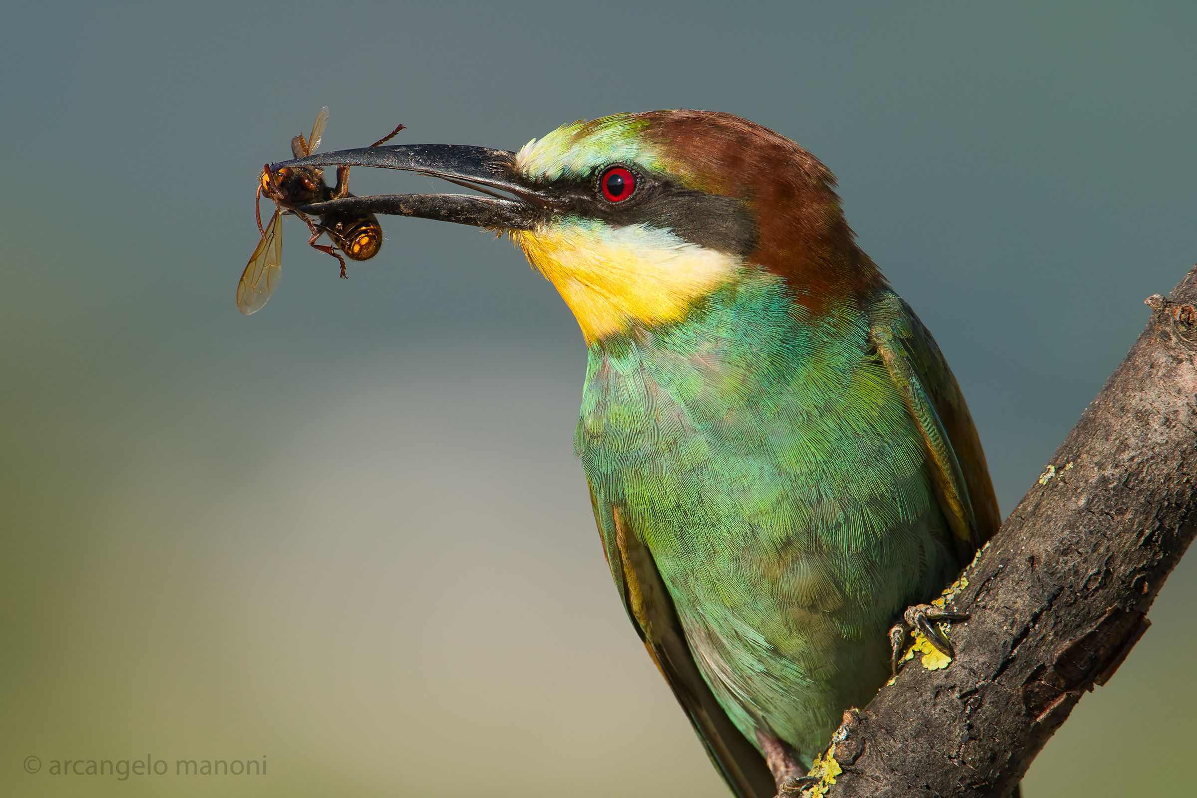 A bumble bee for prey