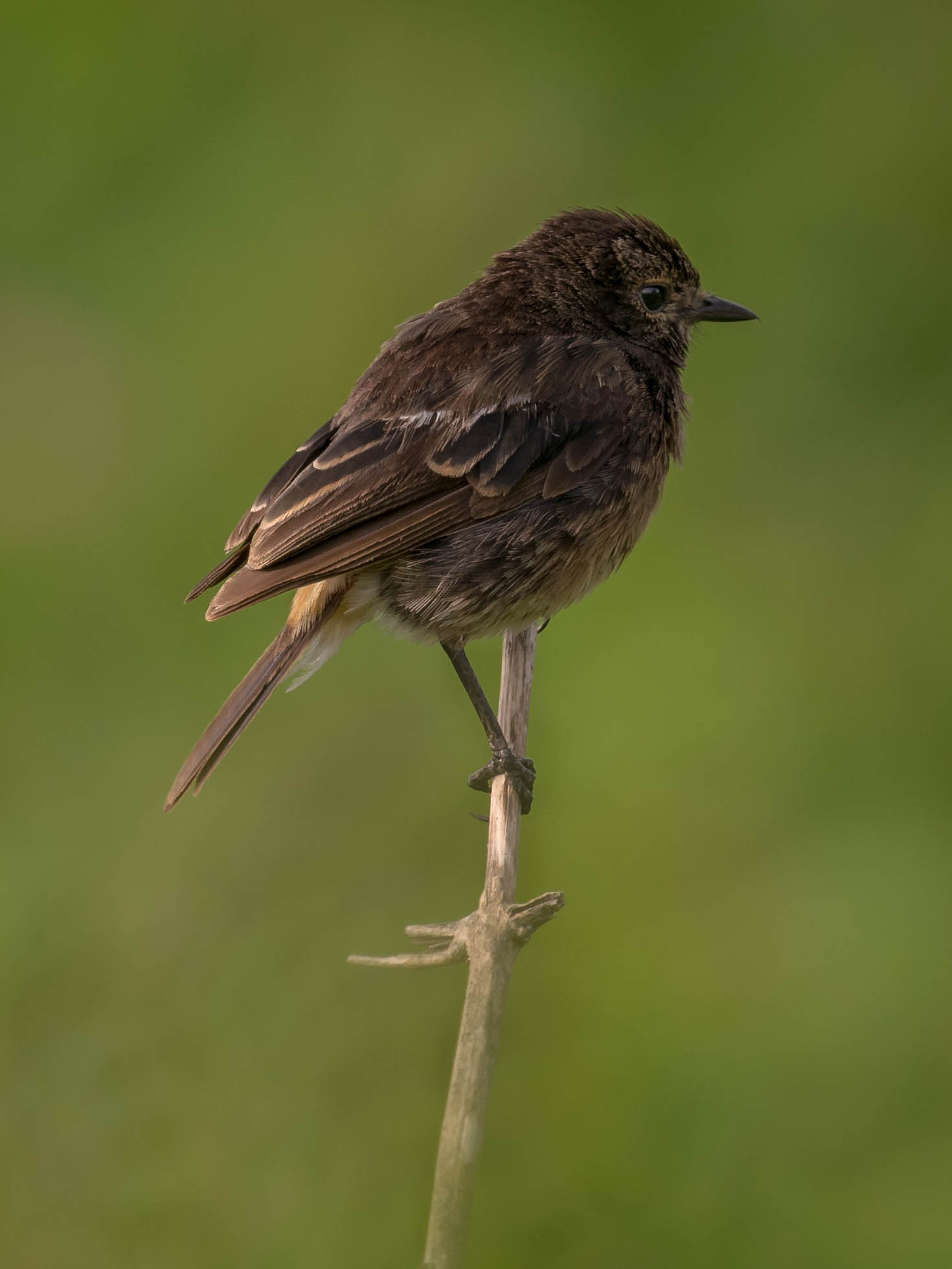 Pied bush chat female