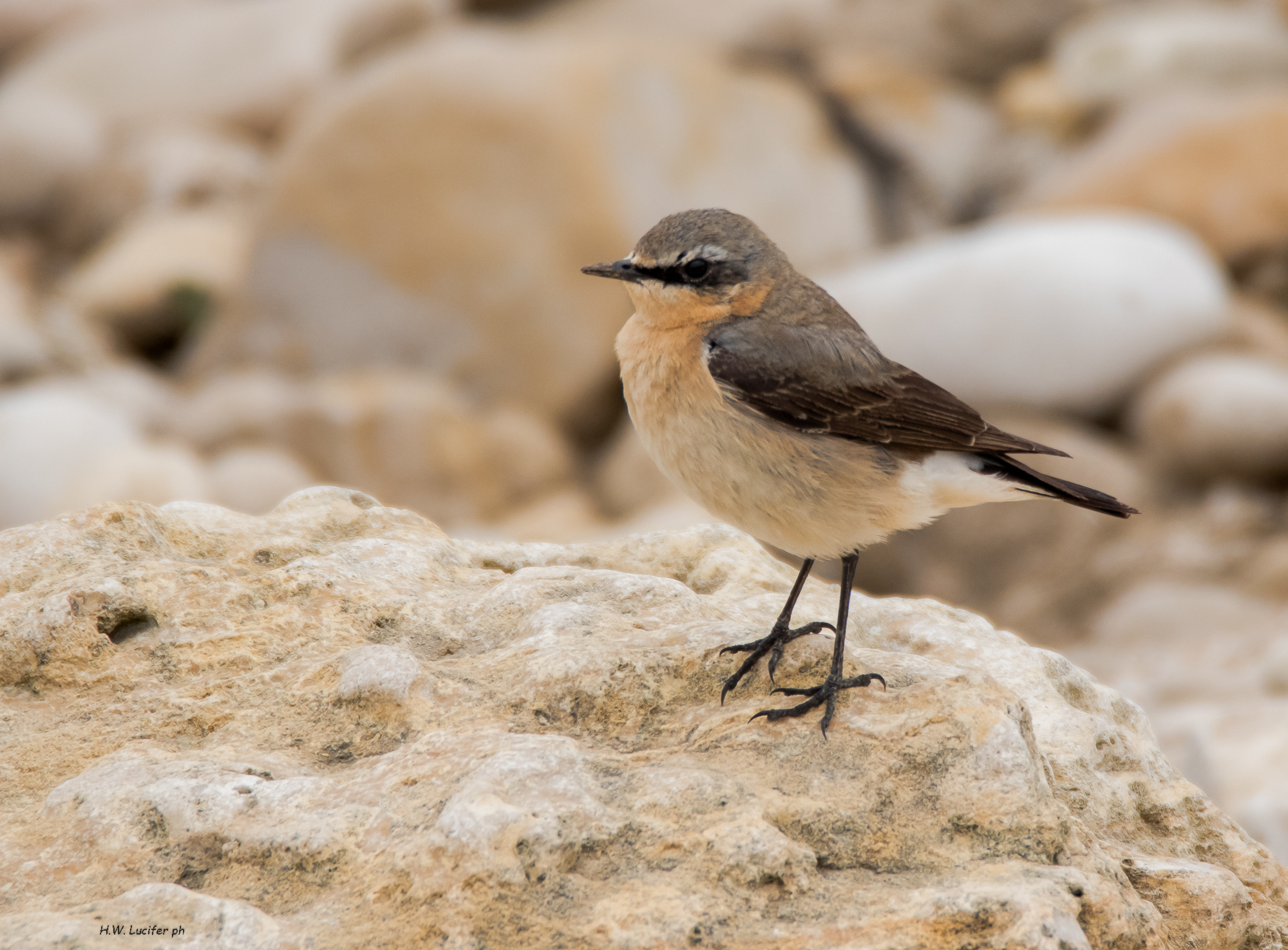 Wheatear