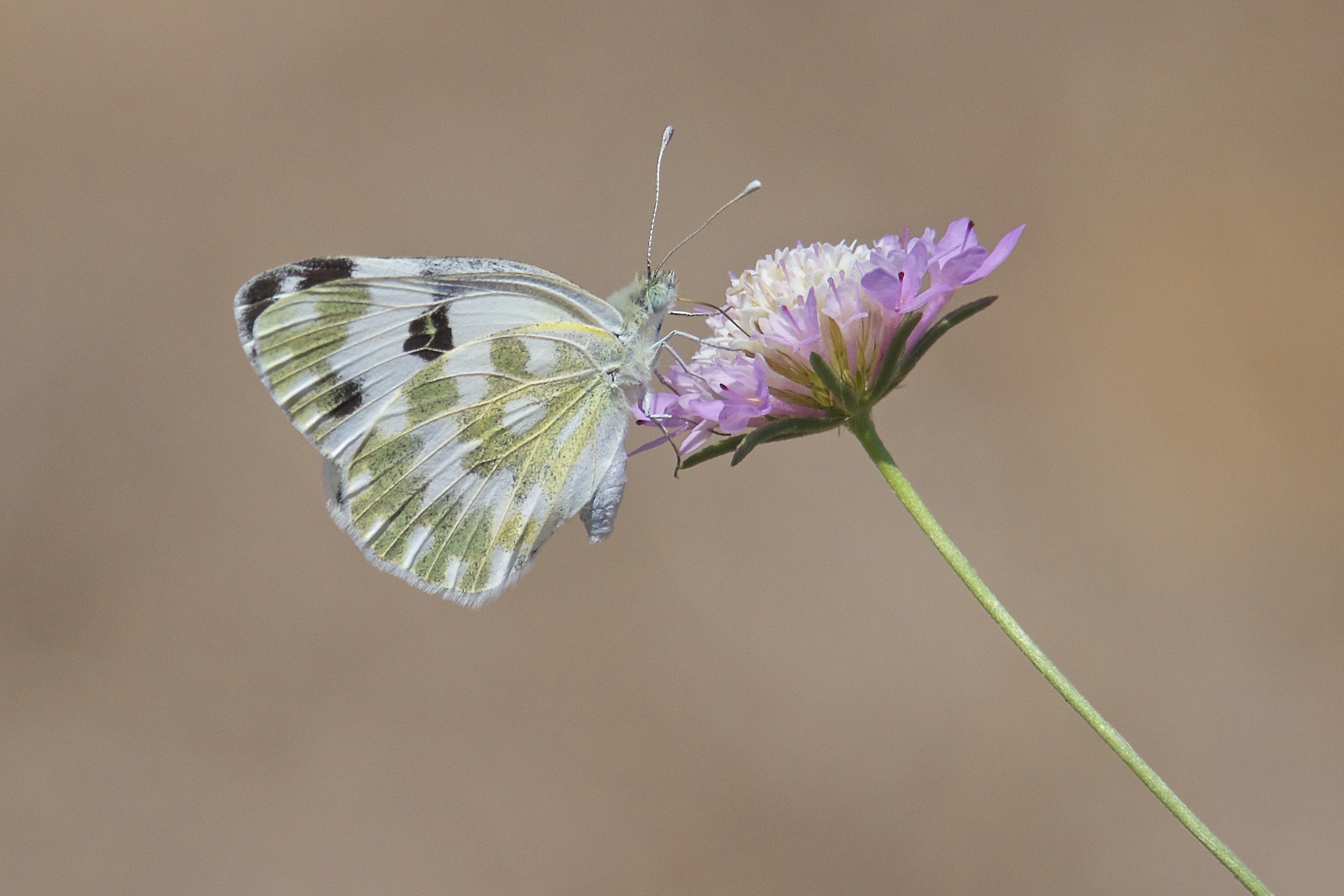 Pieris daplidice