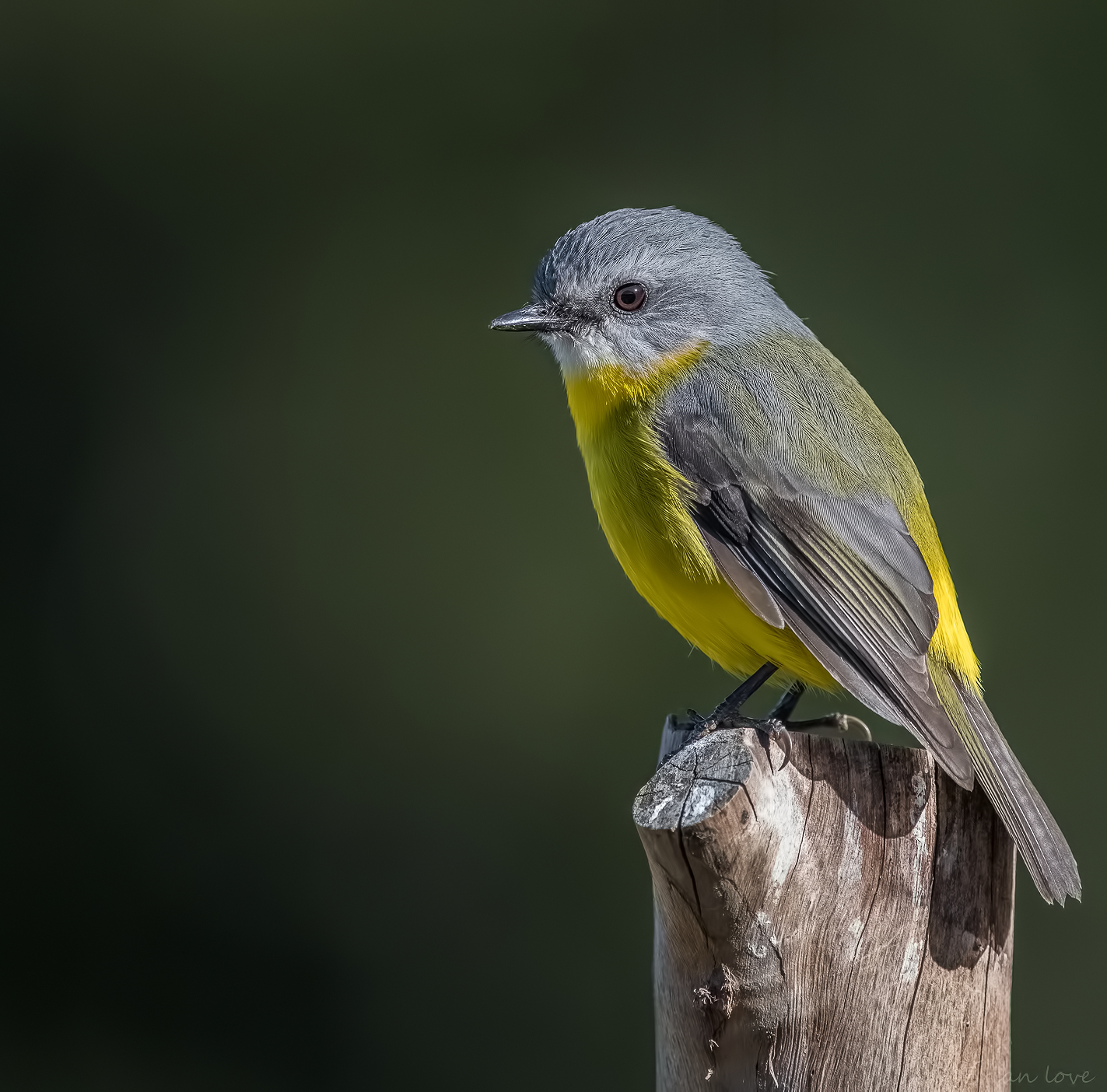 Pettirosso giallo orientale (Eopsaltria australis)
