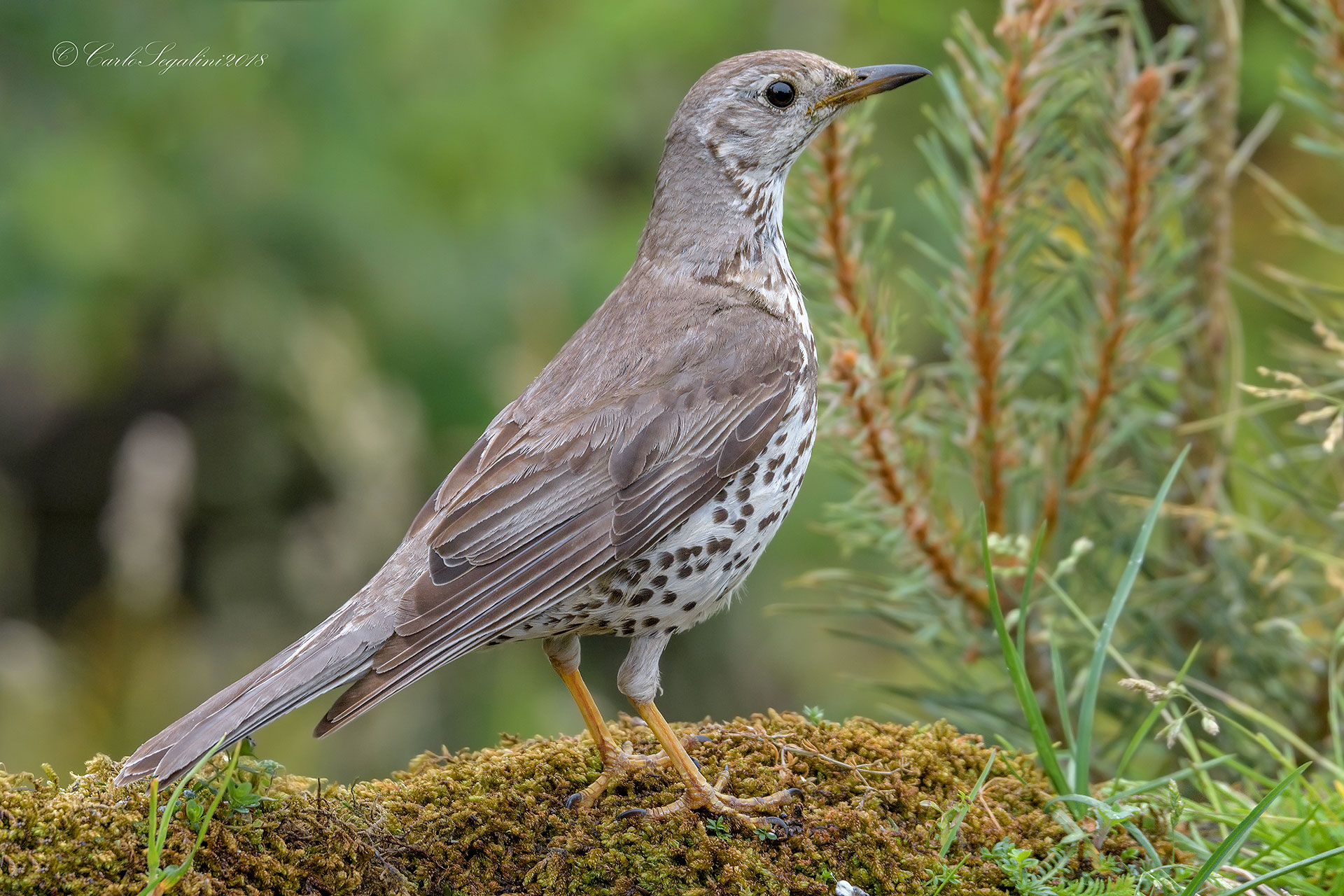 Turdus viscivorus: Tordela
