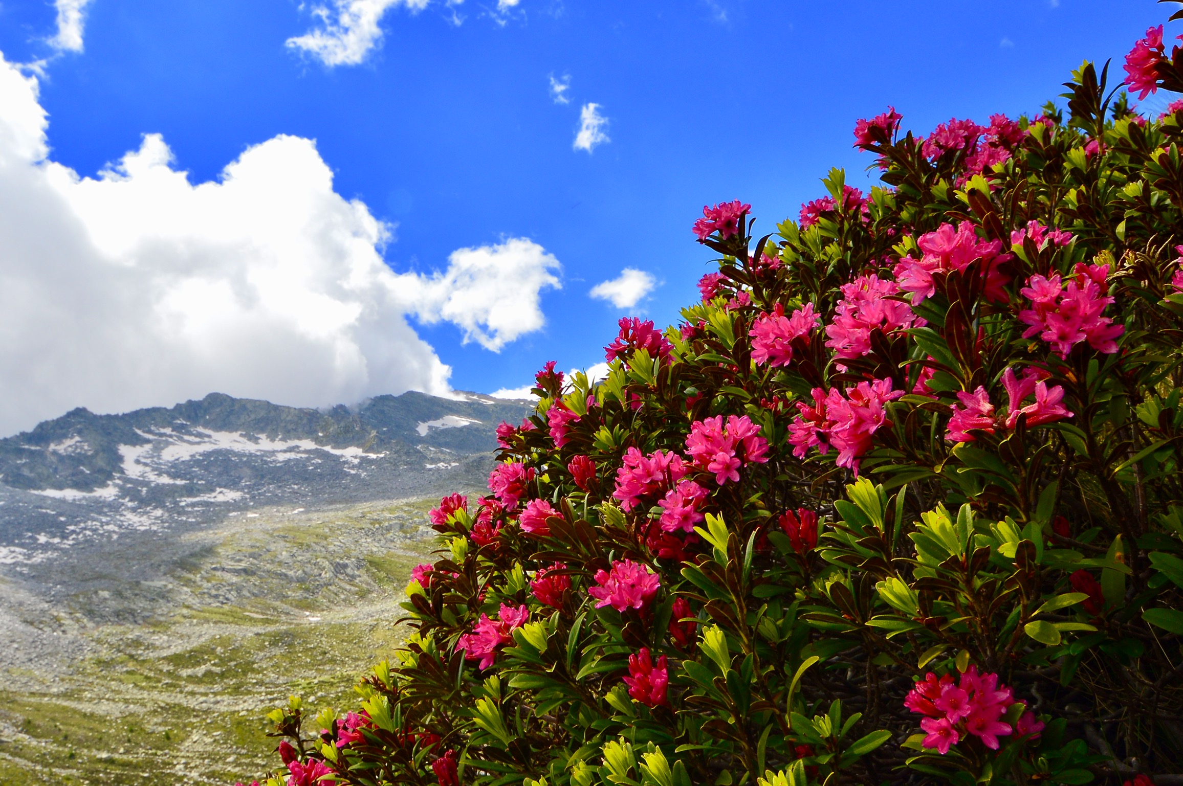 Rhododendrons in Valmiller