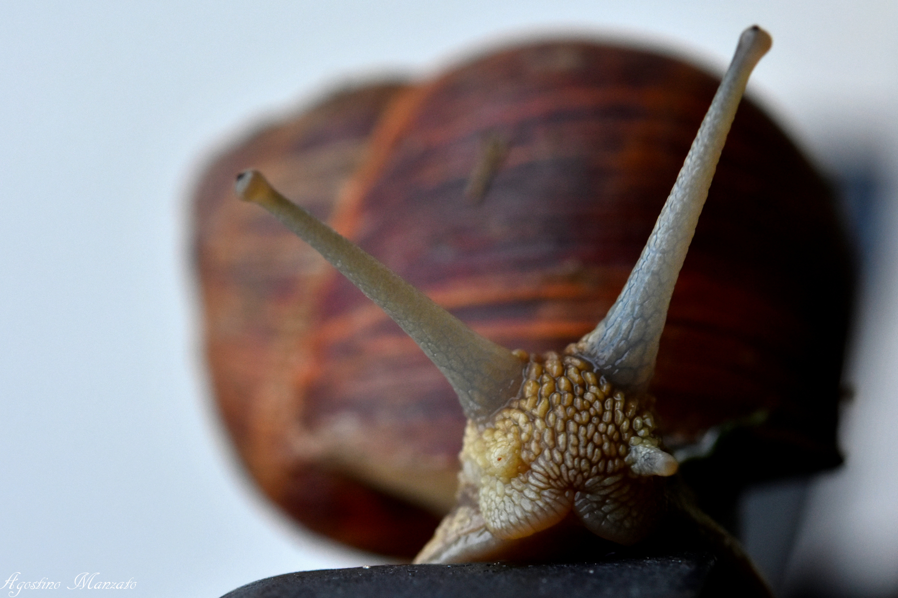 The Slughone goes to dinner