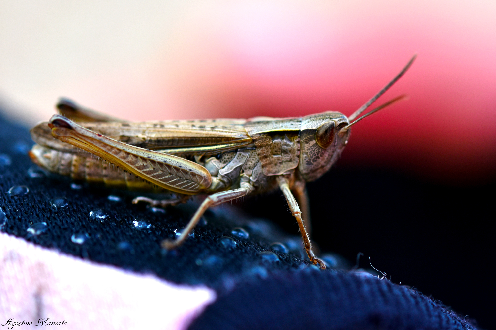 La cavalletta Johnson sul guanto di mia figlia