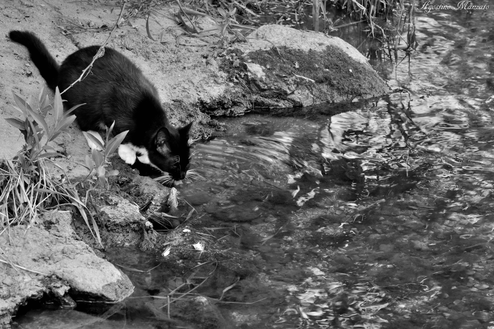 Abbeverandosi al fiume