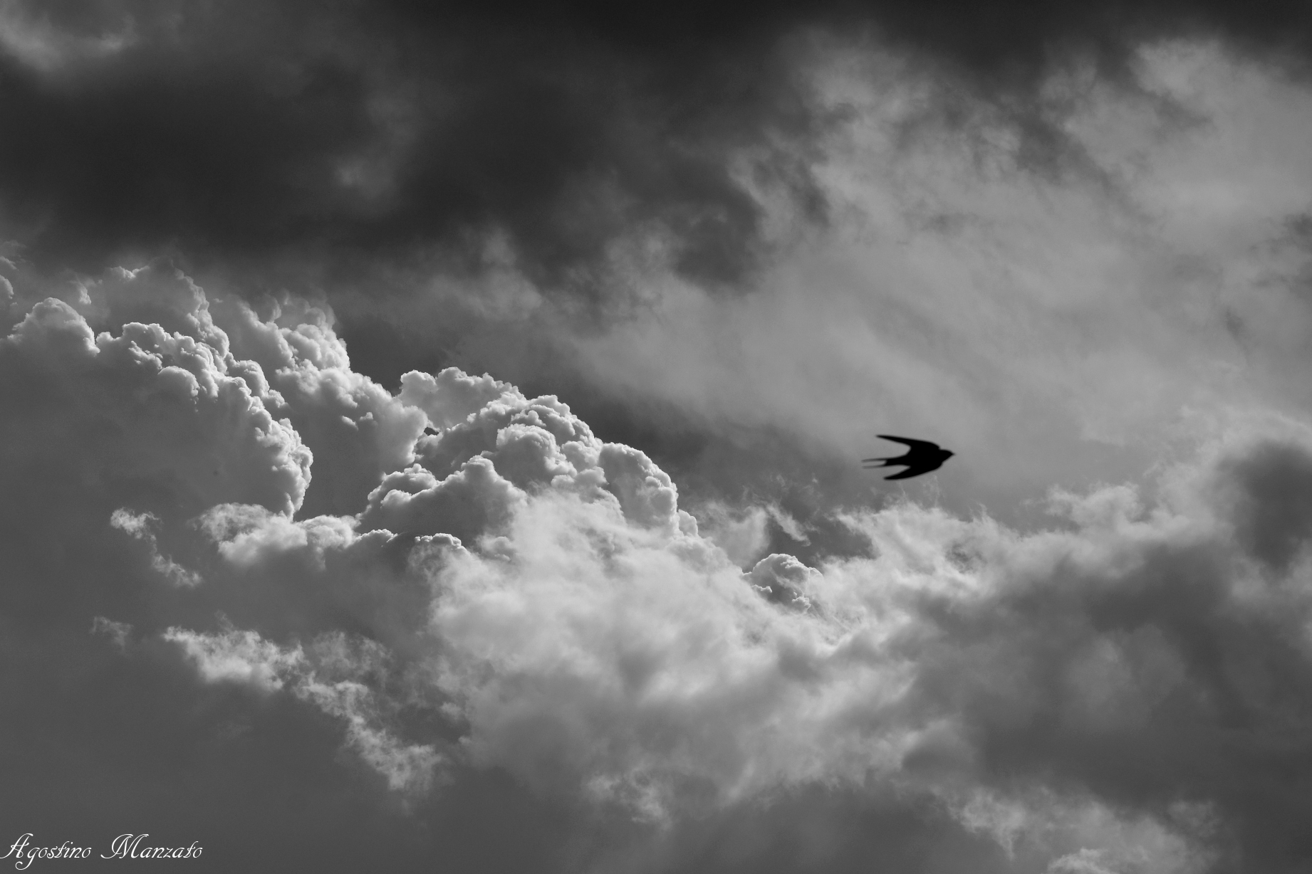 La rondine tra i cumulonembi