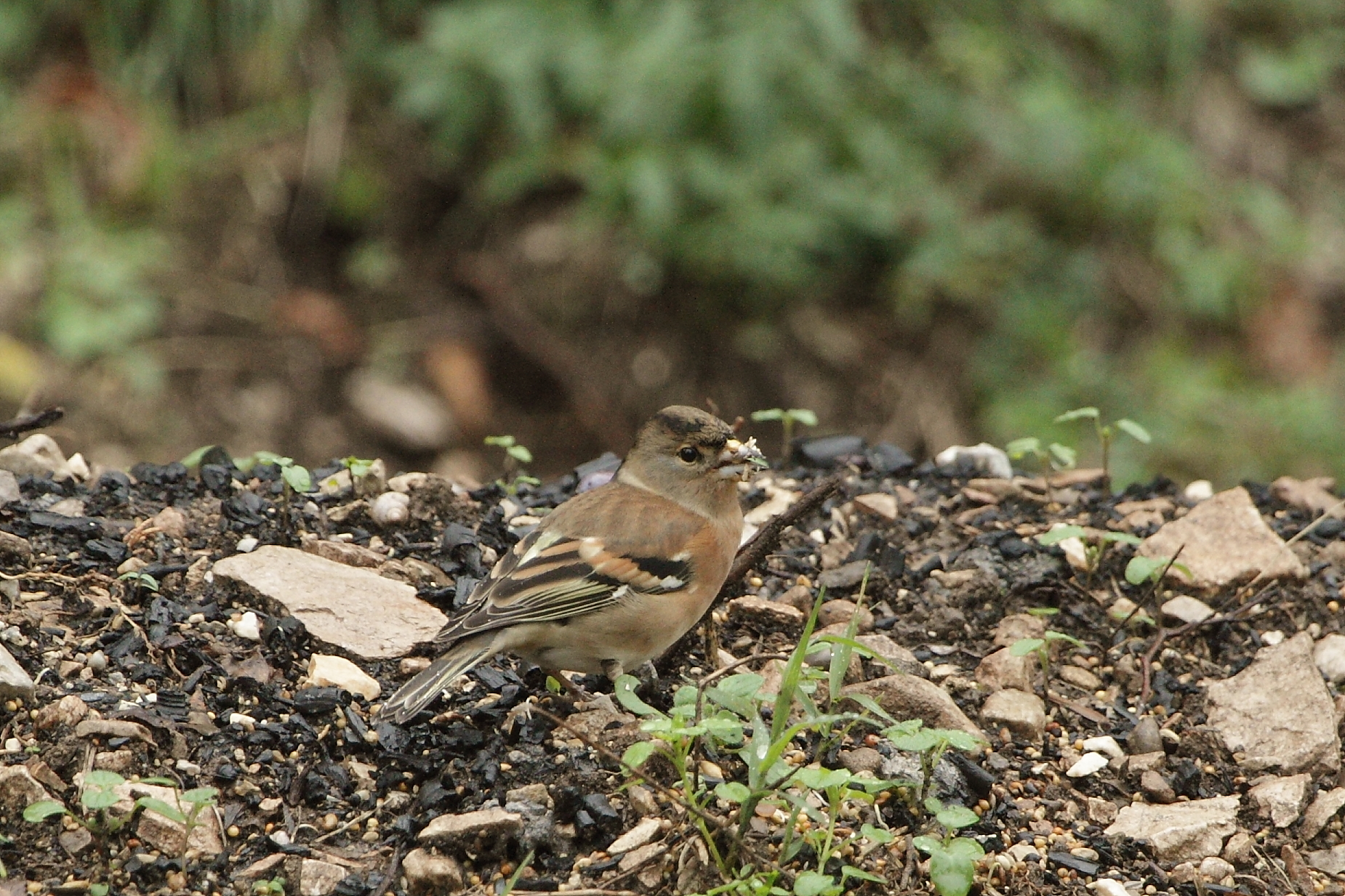 Identification: Brambling, Chaffinch or hybrid?