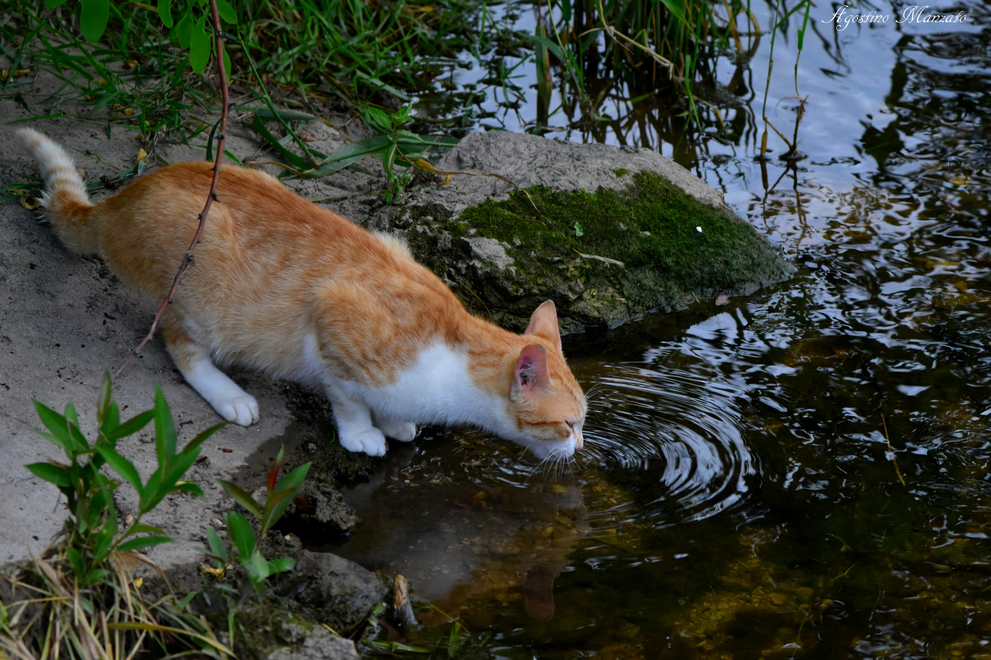 Abbeverandosi al fiume