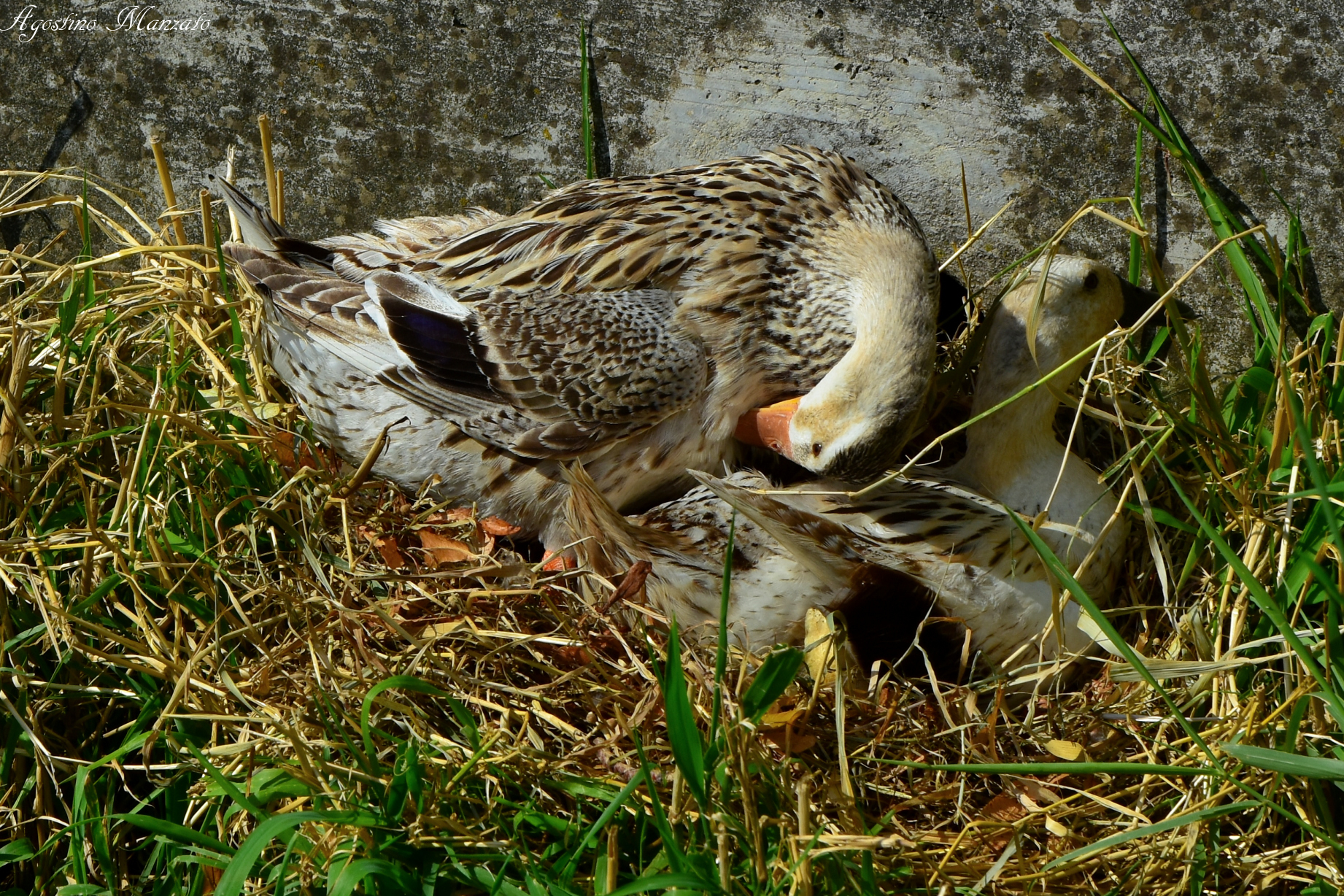 Pulizia durante la cova