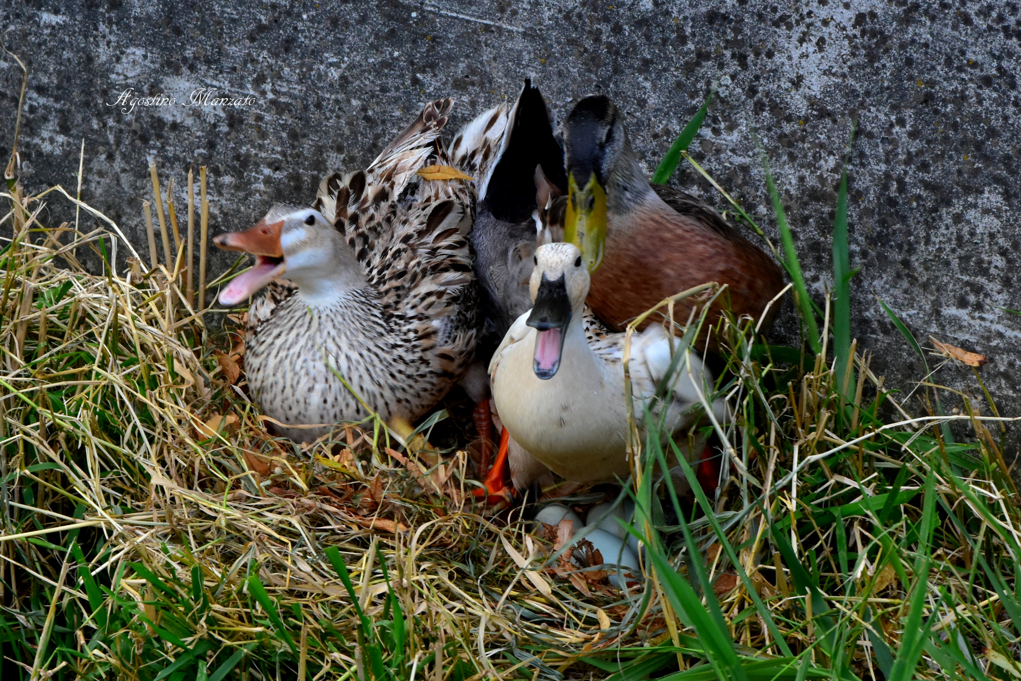 L'attacco alle uova!