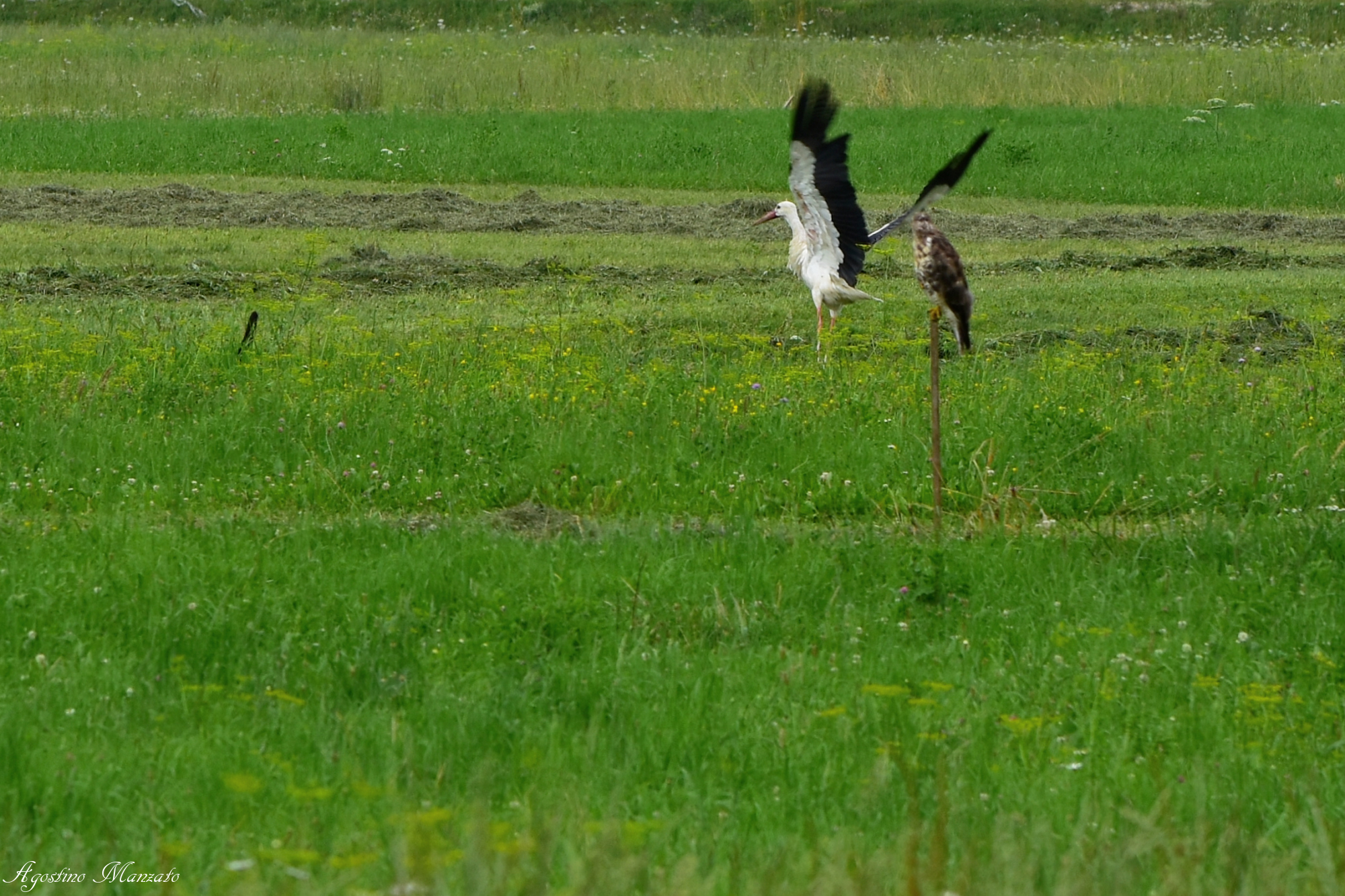 Cat tends to ambush the stork observed by the Hawk
