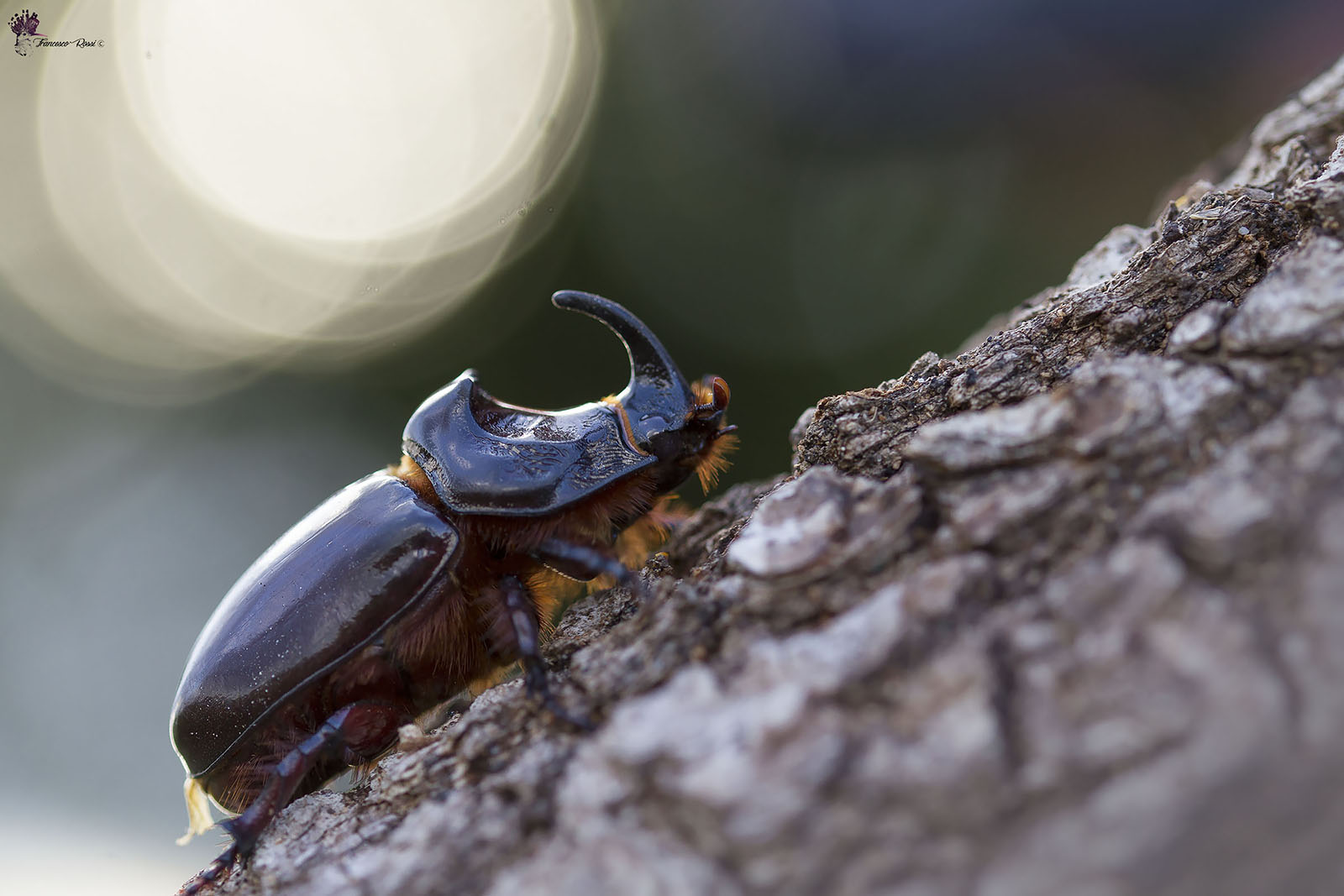 Rhinoceros beetle (oryctes nasicornis)