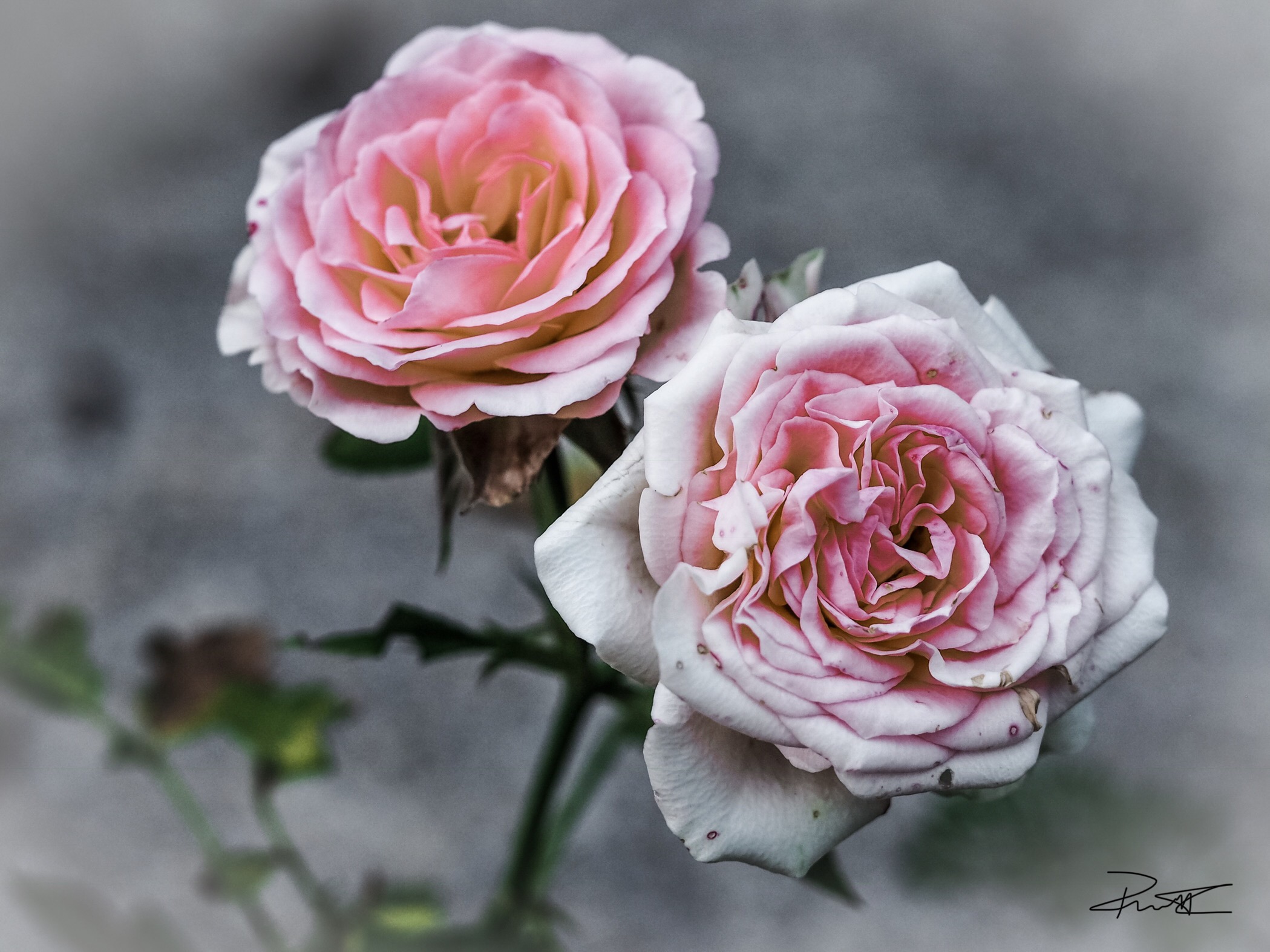 Roselline cresciute nel cemento