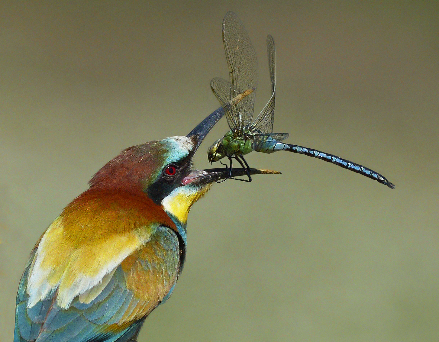 Il gruccione e la libellula