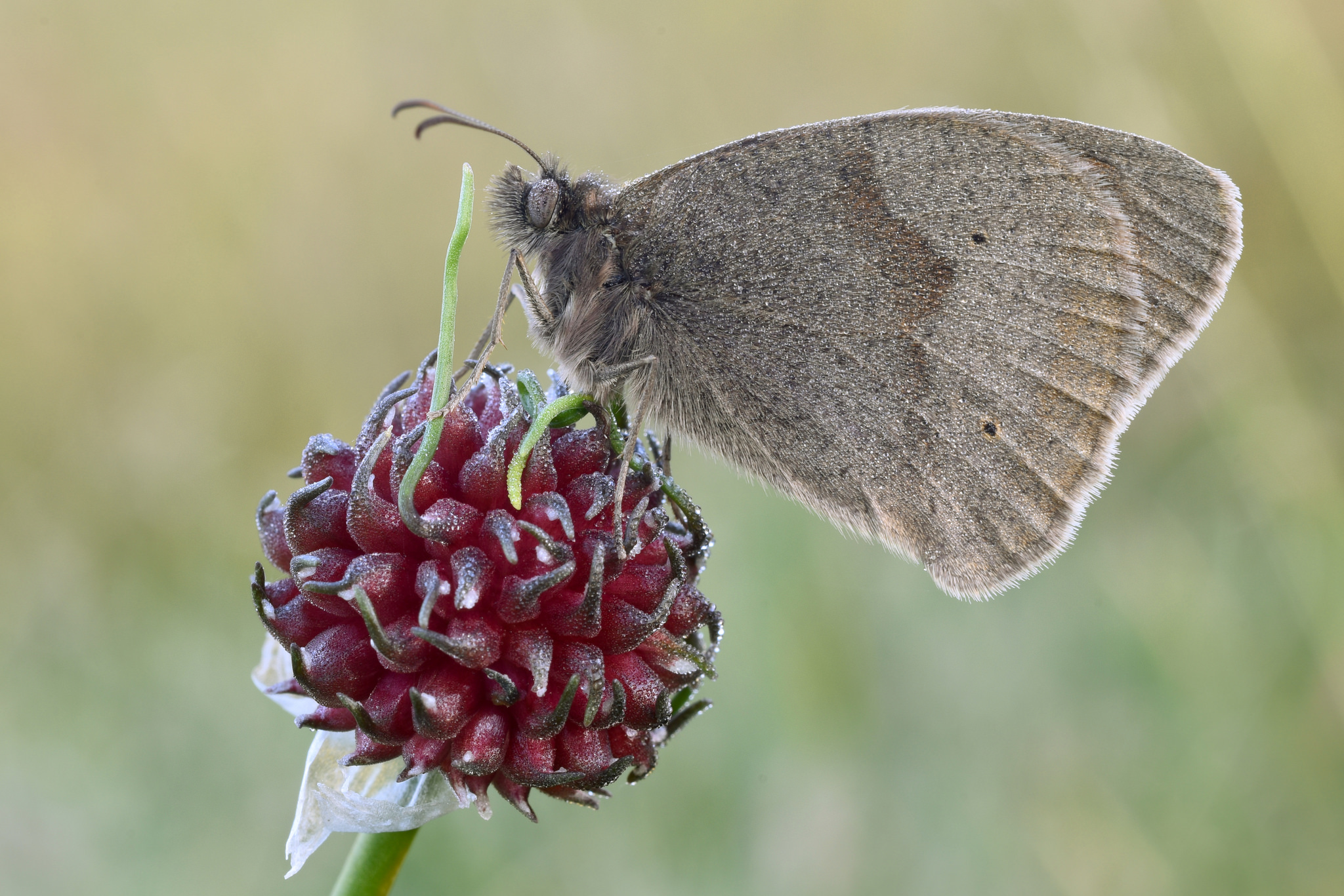 Meadow Brown